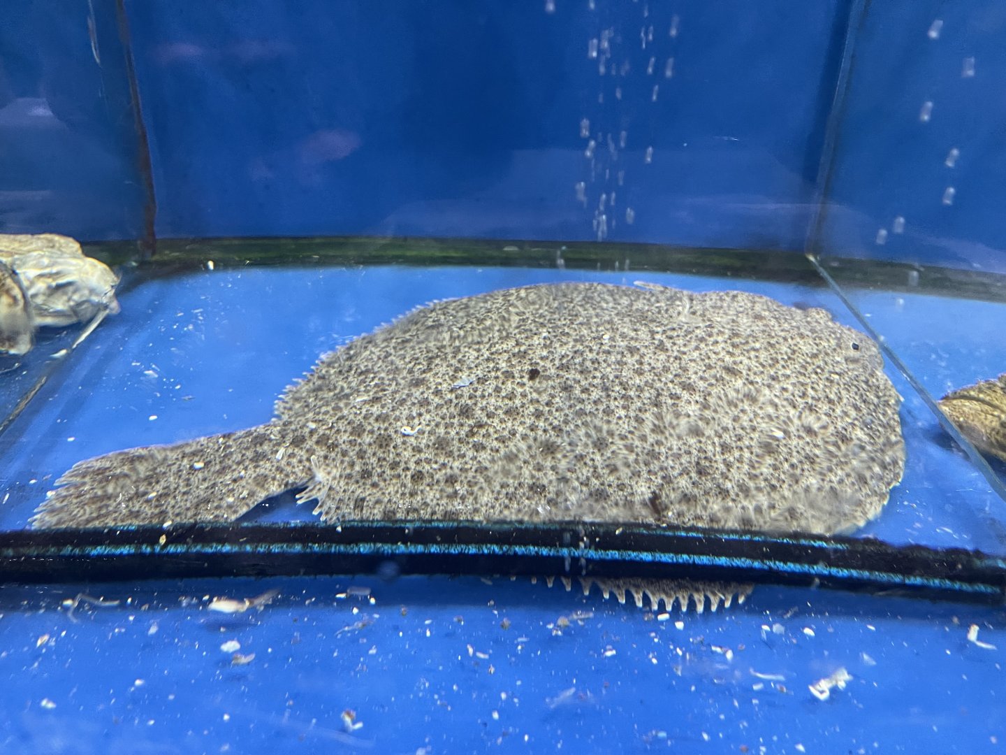 turbot (scophthalmus maximus)