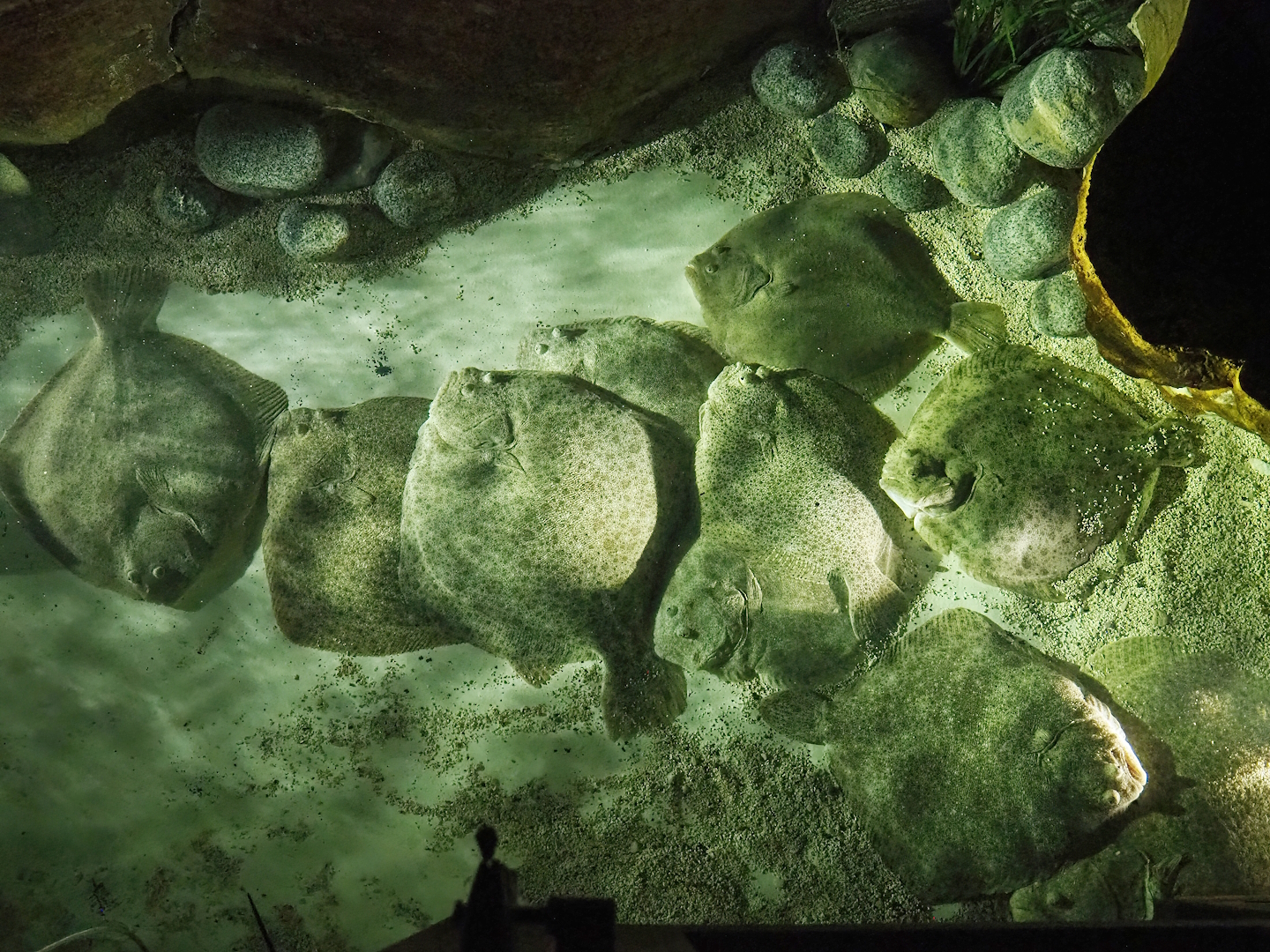 Turbots (Scophthalmus maximus), 2023-10-13