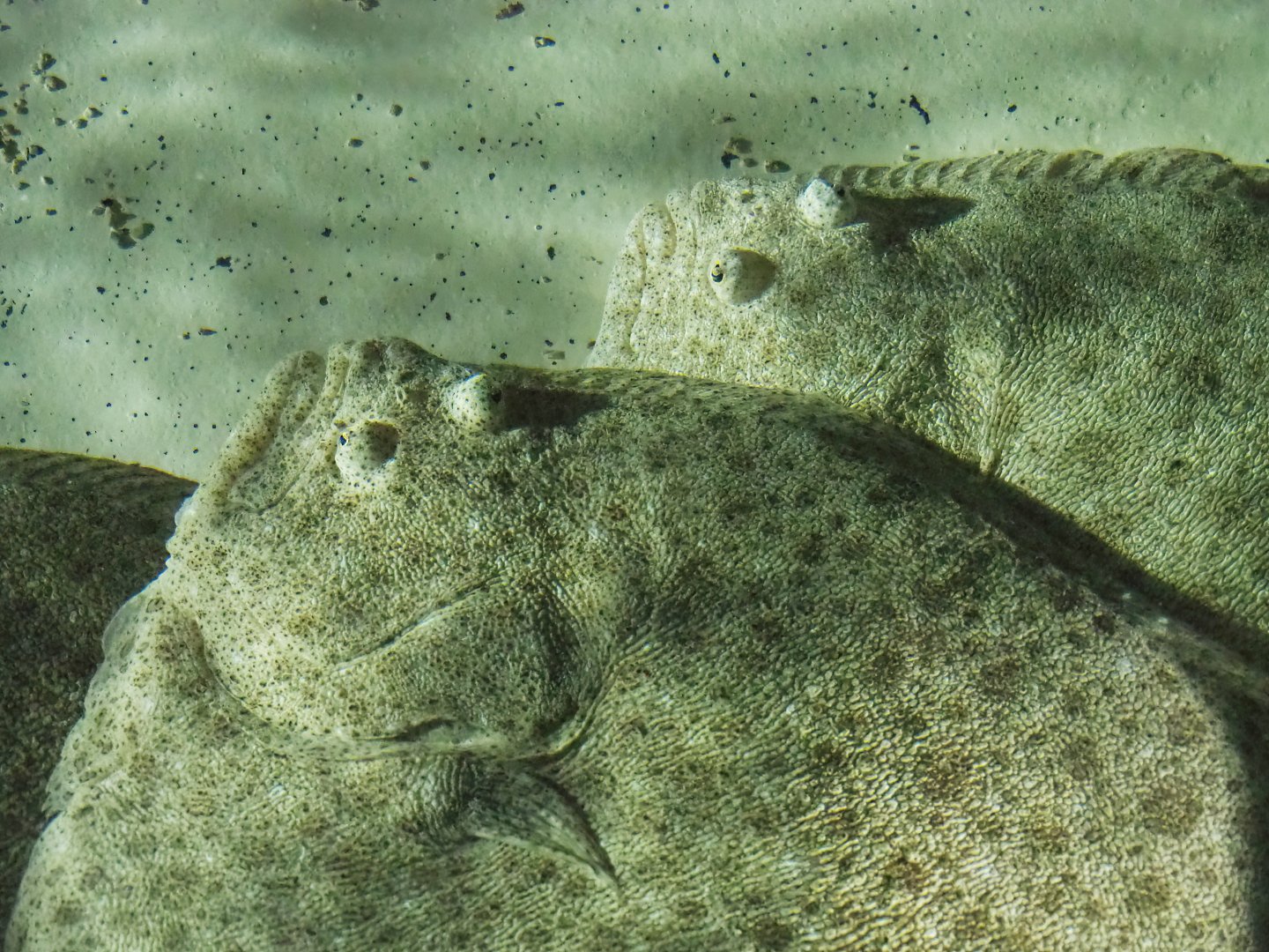 Turbots (Scophthalmus maximus), 2023-10-13