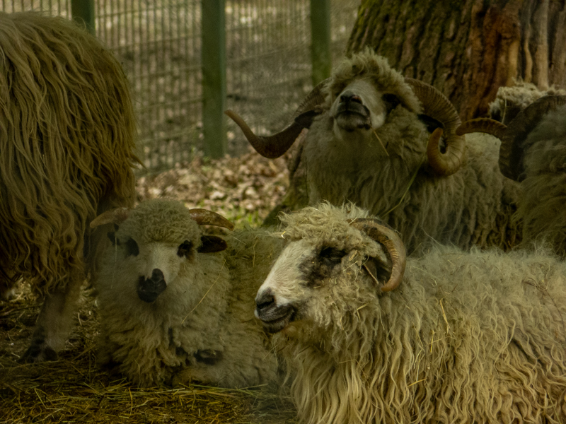 Turcana (Ovis gmelini aries)