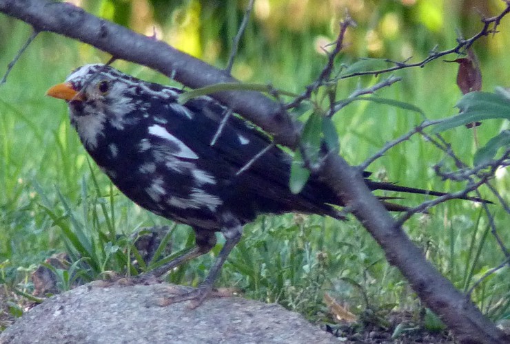 Turdus Merula Leucistic (22-7-17 Faunia)