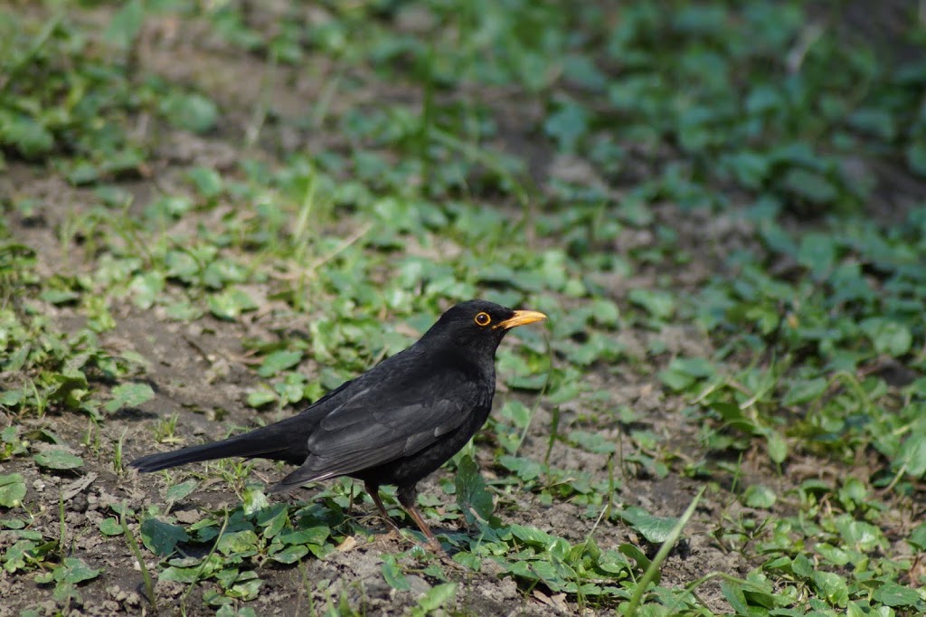 Turdus merula