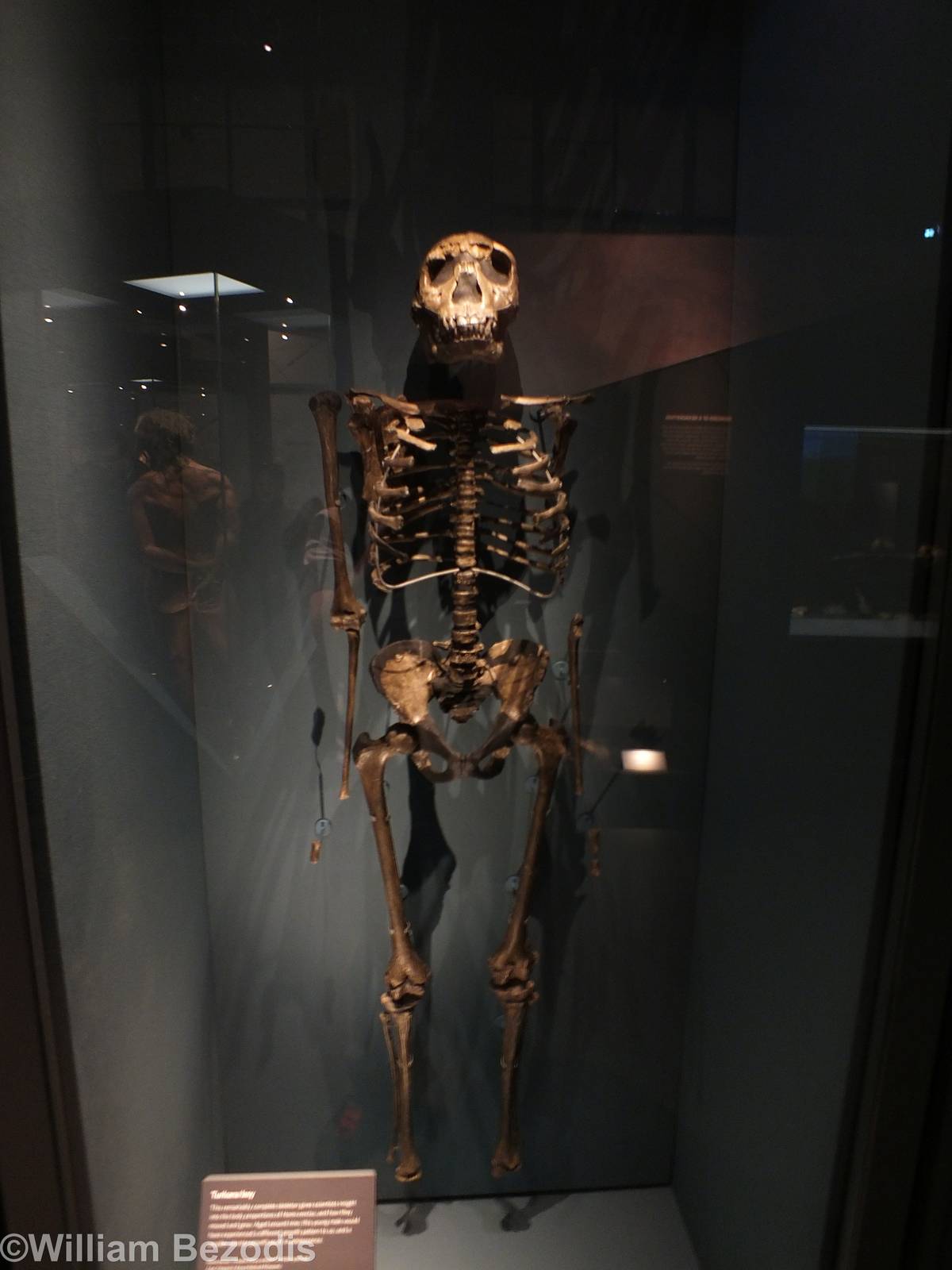 Turkana Boy - NHM London