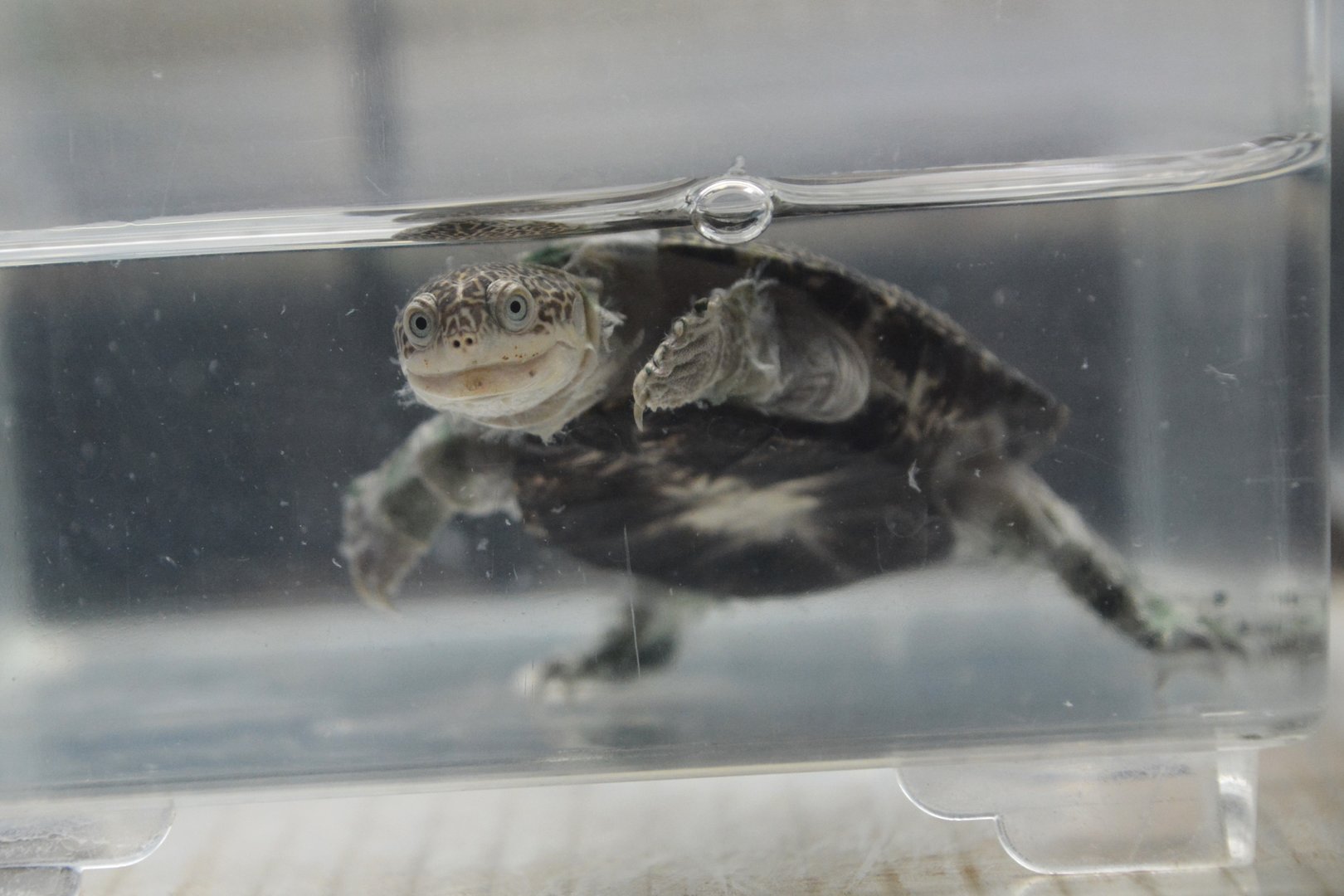Turkana mud turtle (Pelusios broadleyi)
