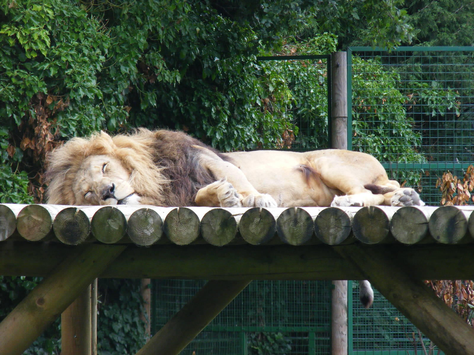 Turkana the African lion at Paradise Wildlife Park, 5 September 2010