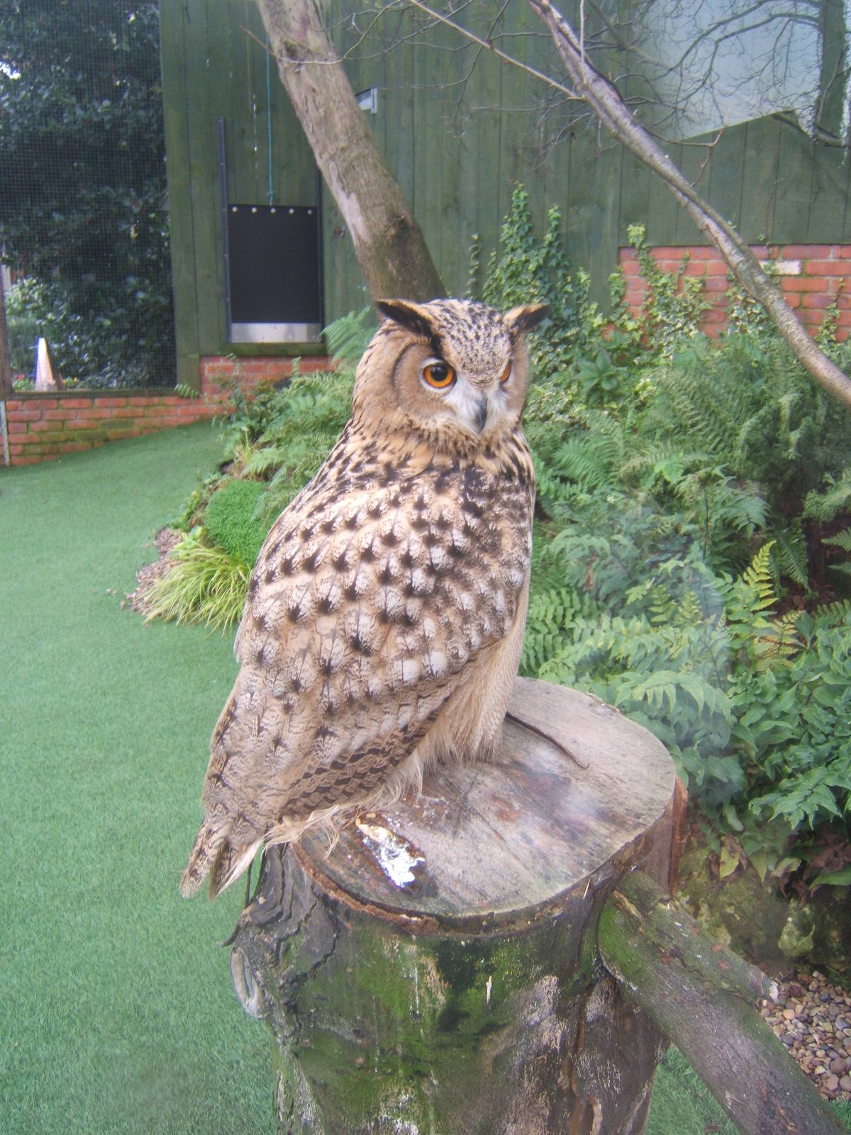 Turkemanian Eagle Owl