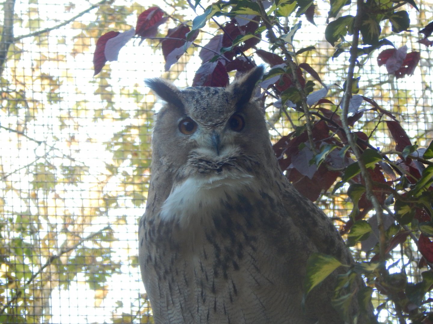 Turkestan eagle owl 011125
