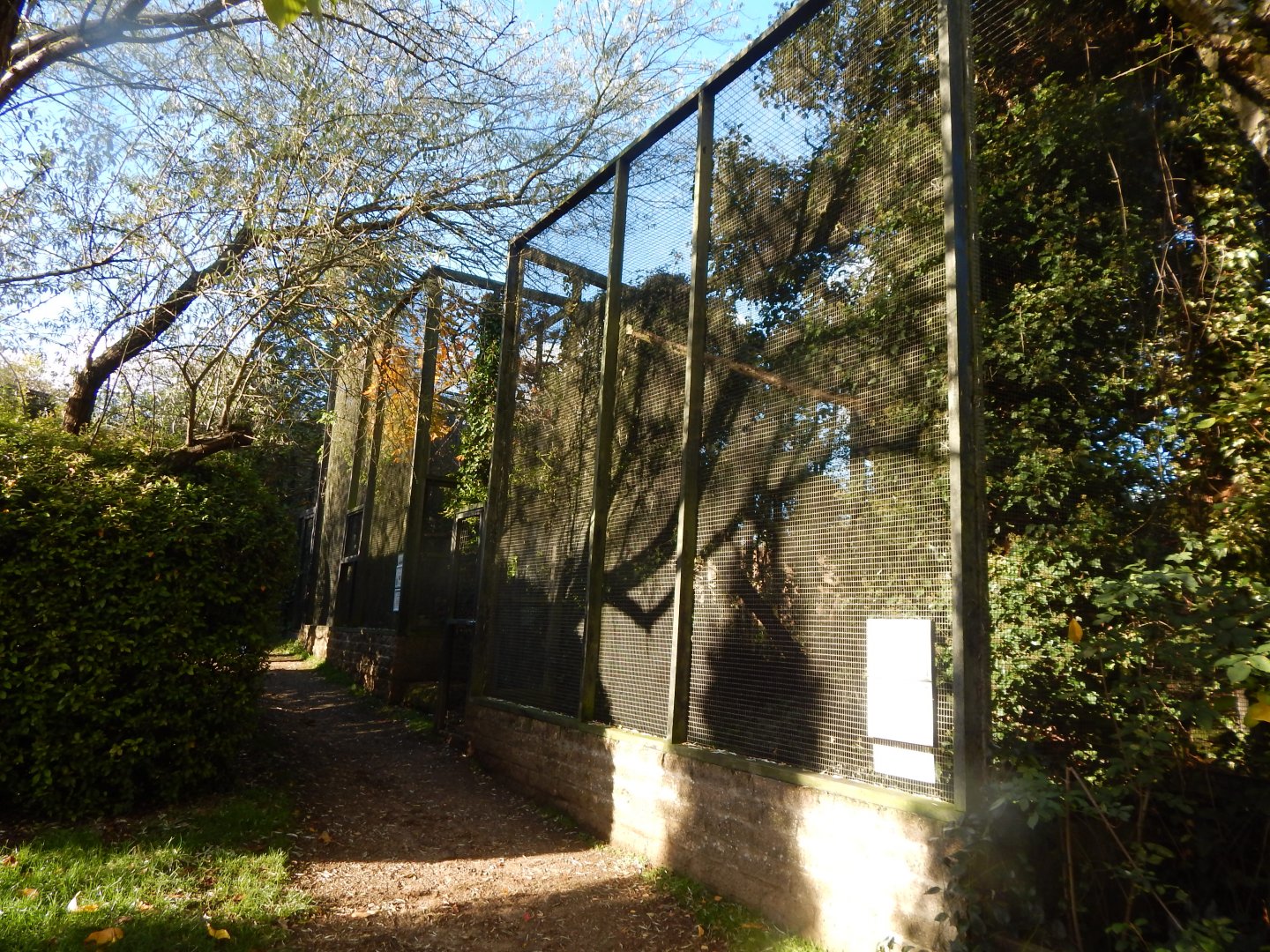 Turkestan eagle owl aviary 011125
