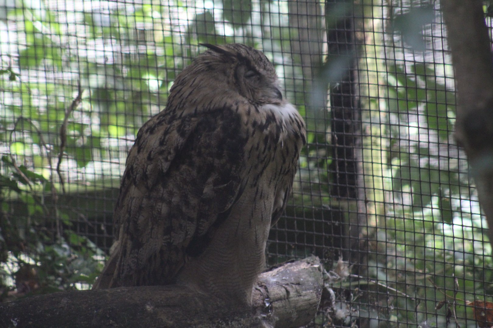 Turkestan Eagle-Owl