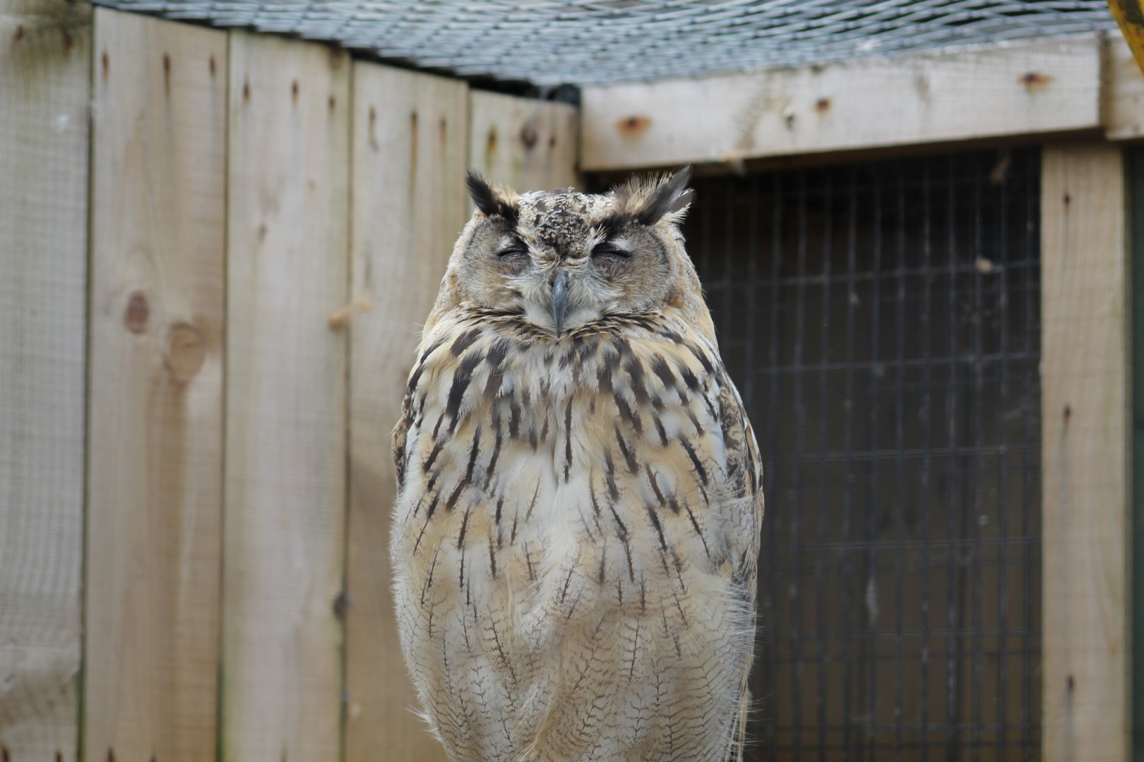Turkestan Eagle-Owl