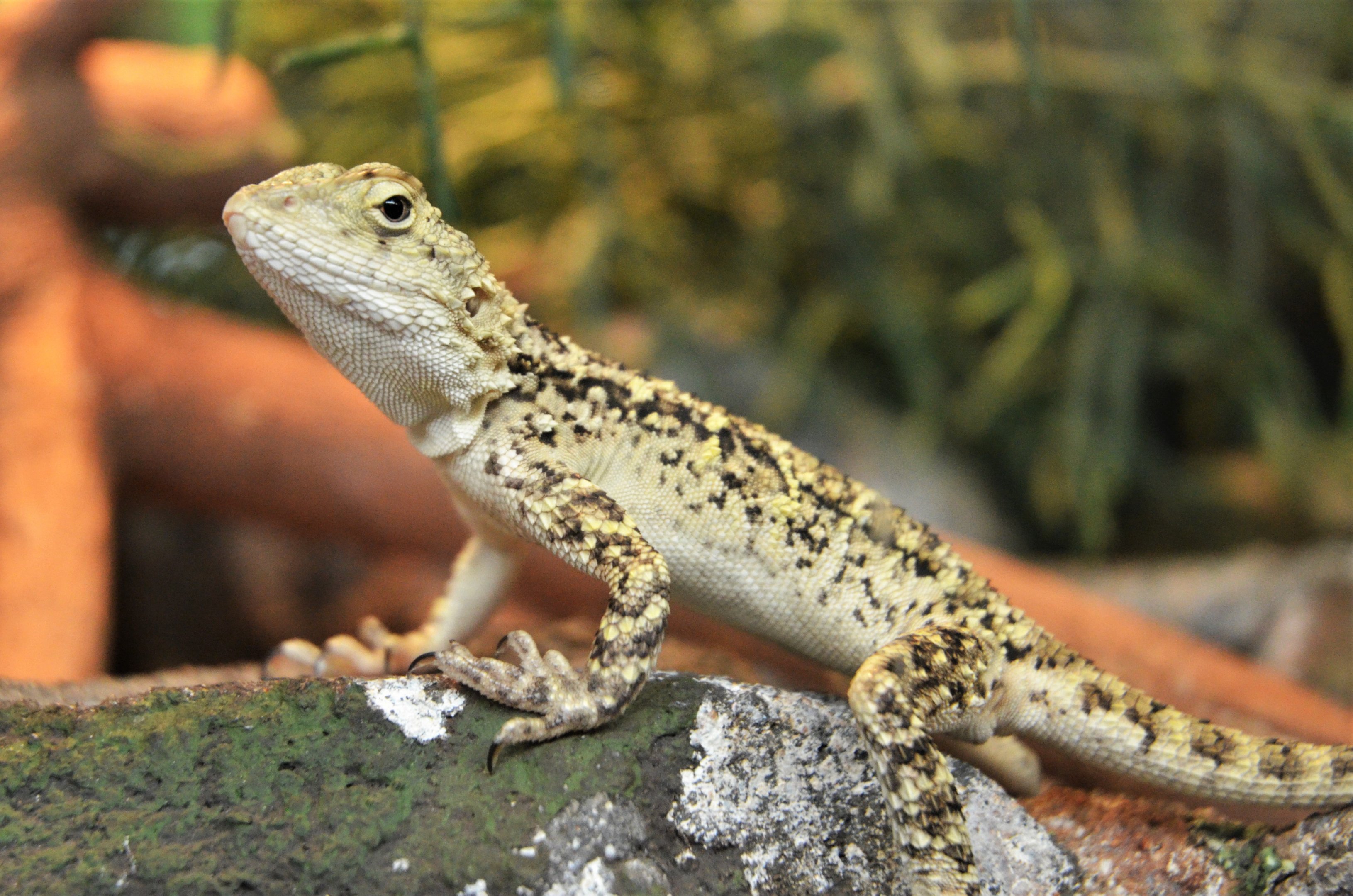 Turkestan Rock Agama at Wuppertal, 16/06/19