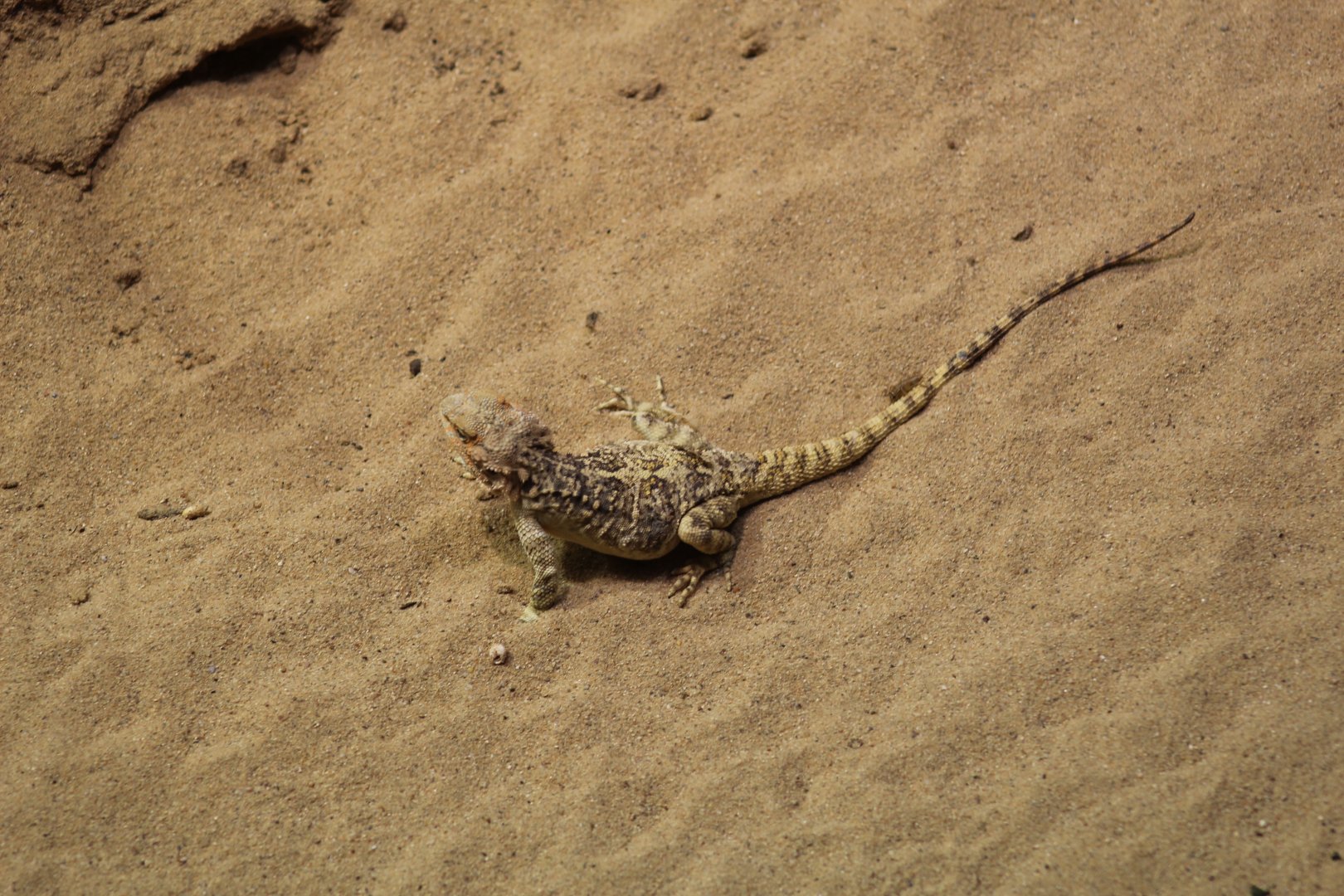 Turkestan Rock Agama