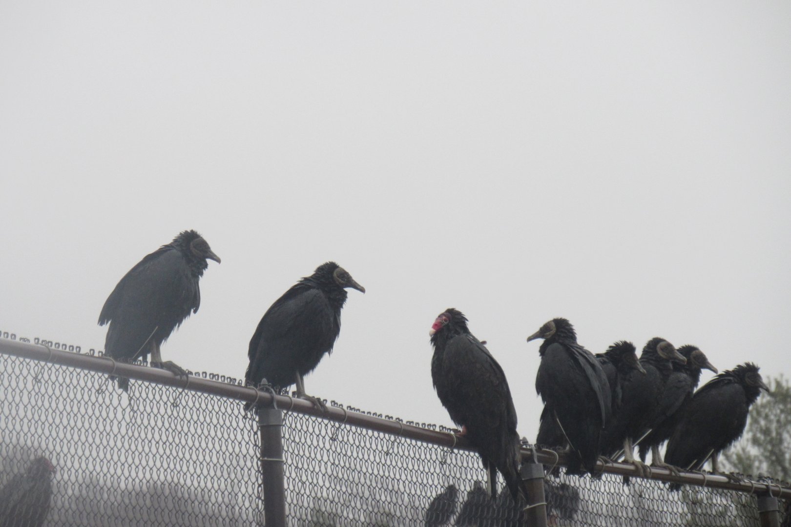 turkey and black vultures