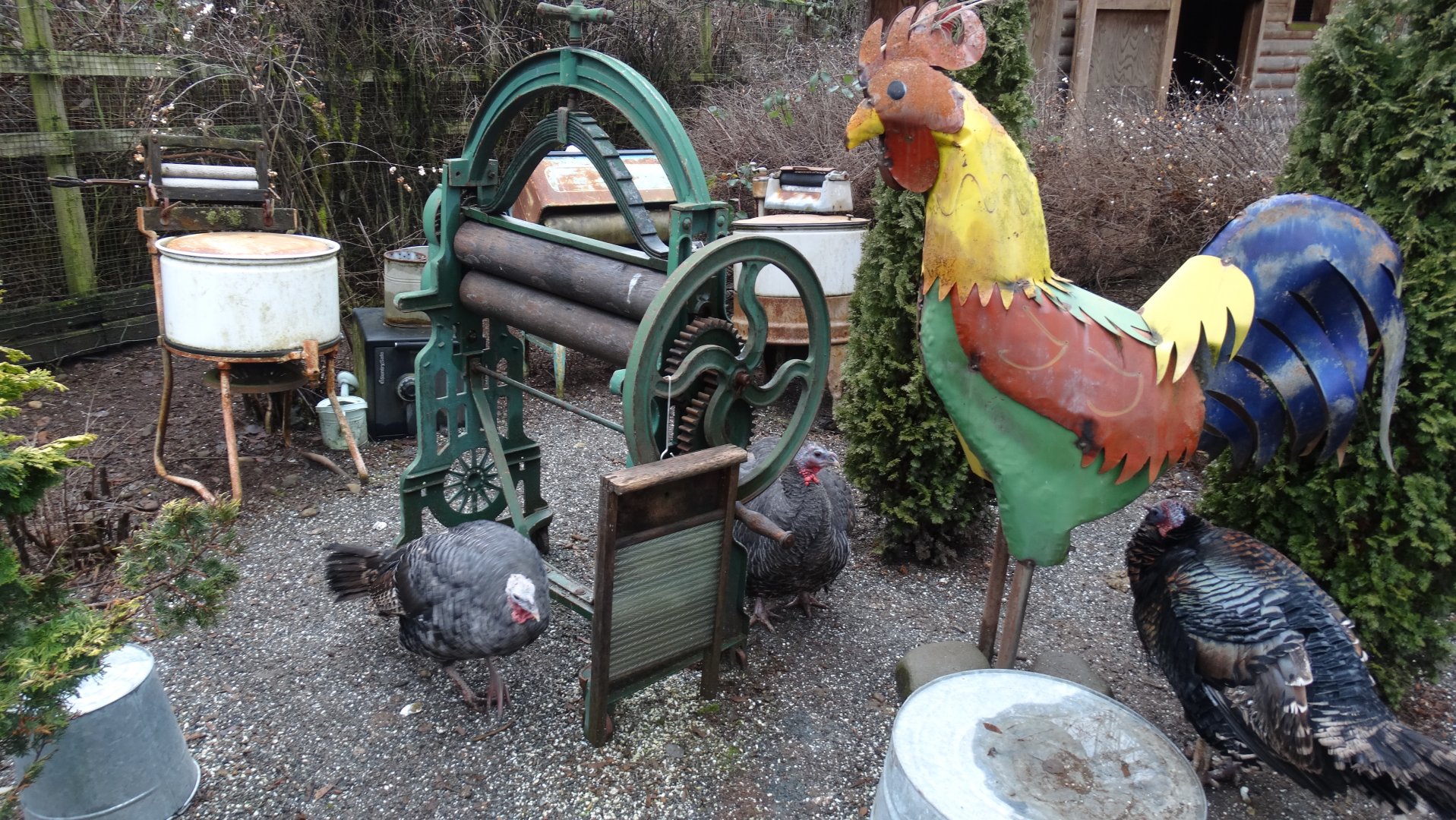 Turkey and "rooster" pen