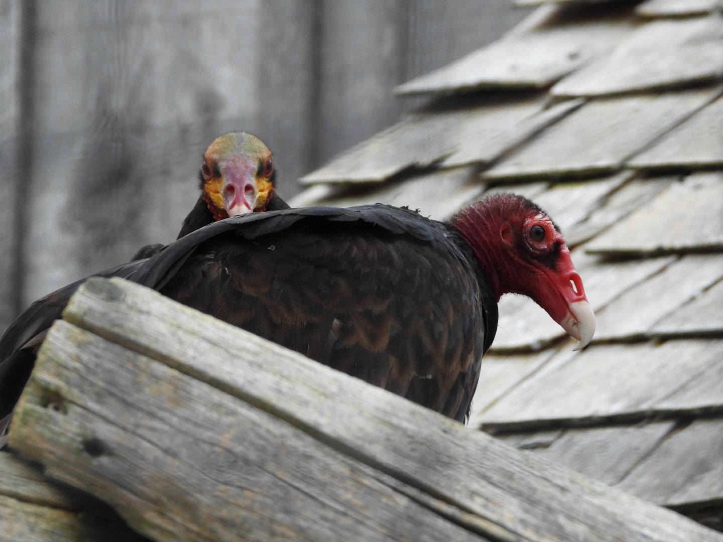 Turkey and yellow-headed vultures