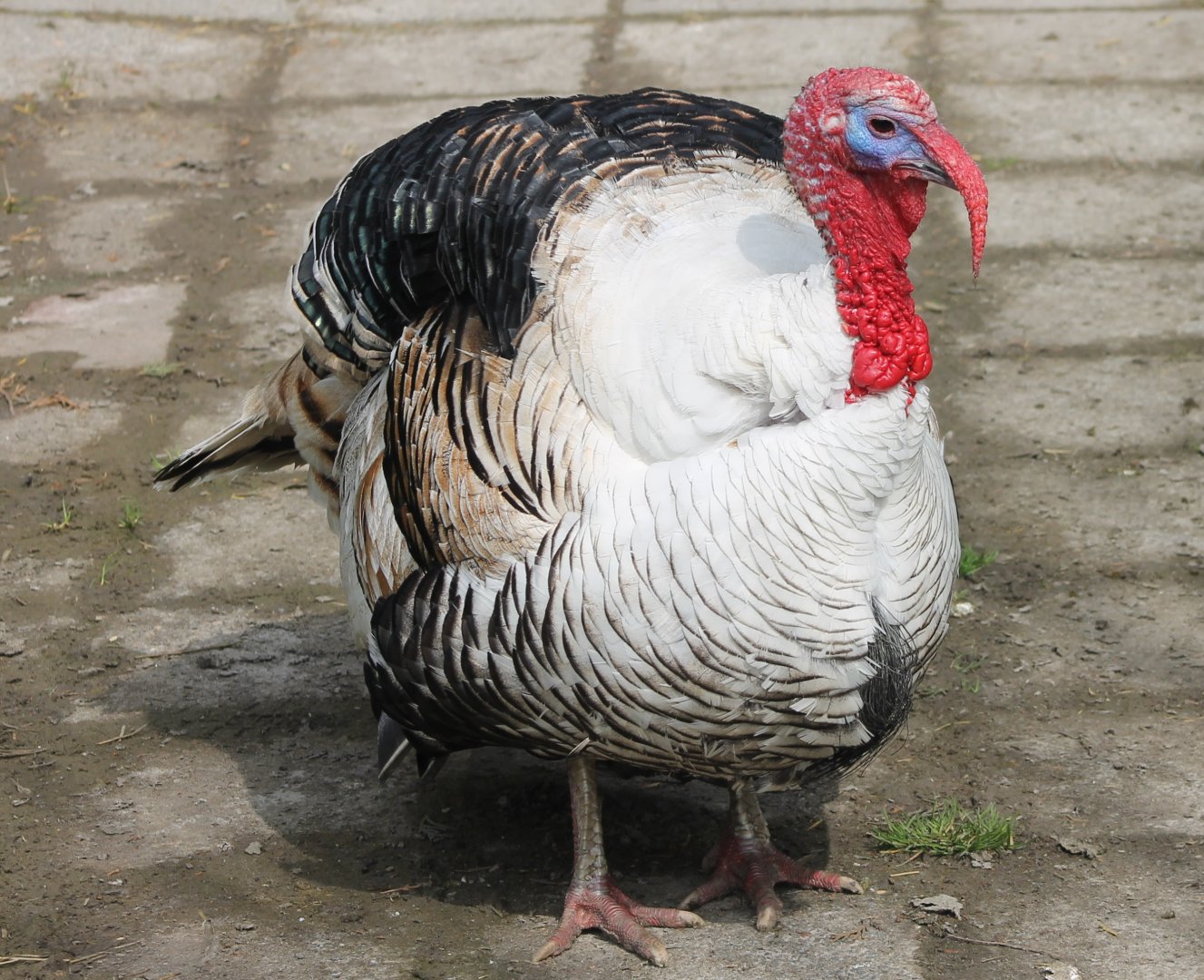 Turkey-breed
