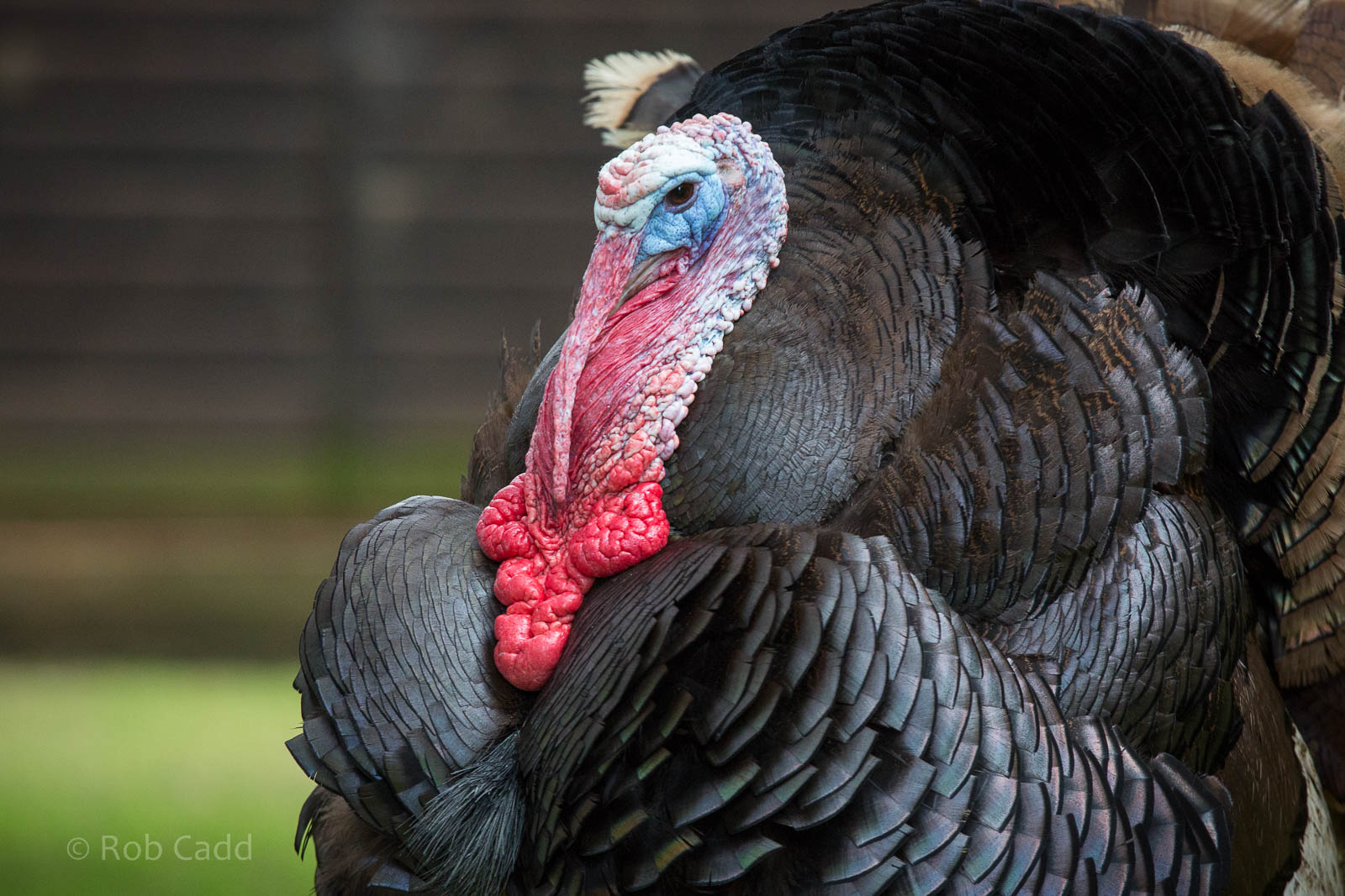 Turkey : Cotswold WP : 27 Jun 2014