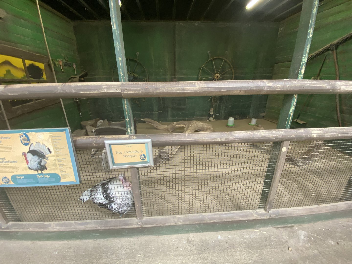 Turkey enclosure in the barn