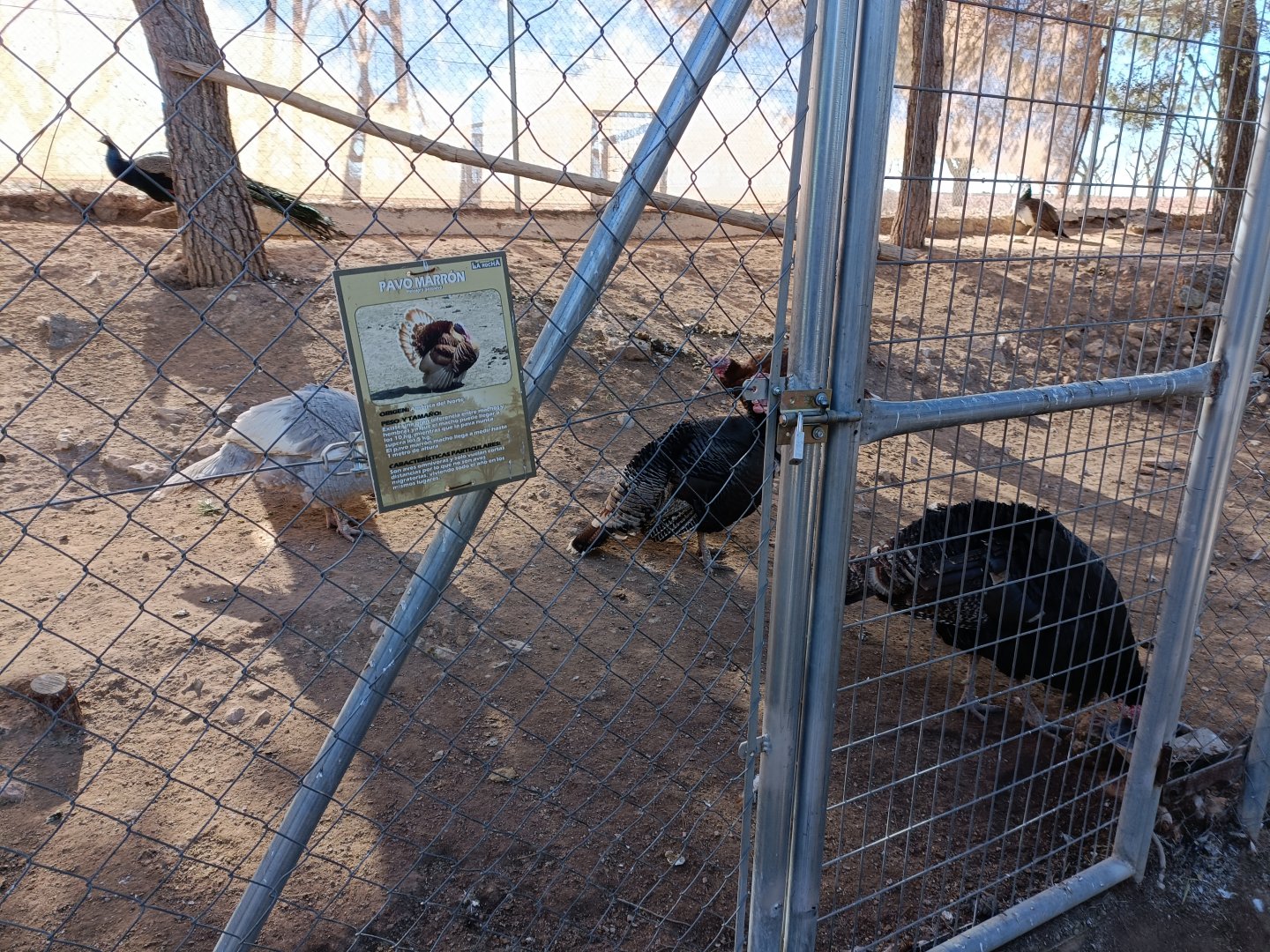Turkey exhibit - Bioparque La Rocha