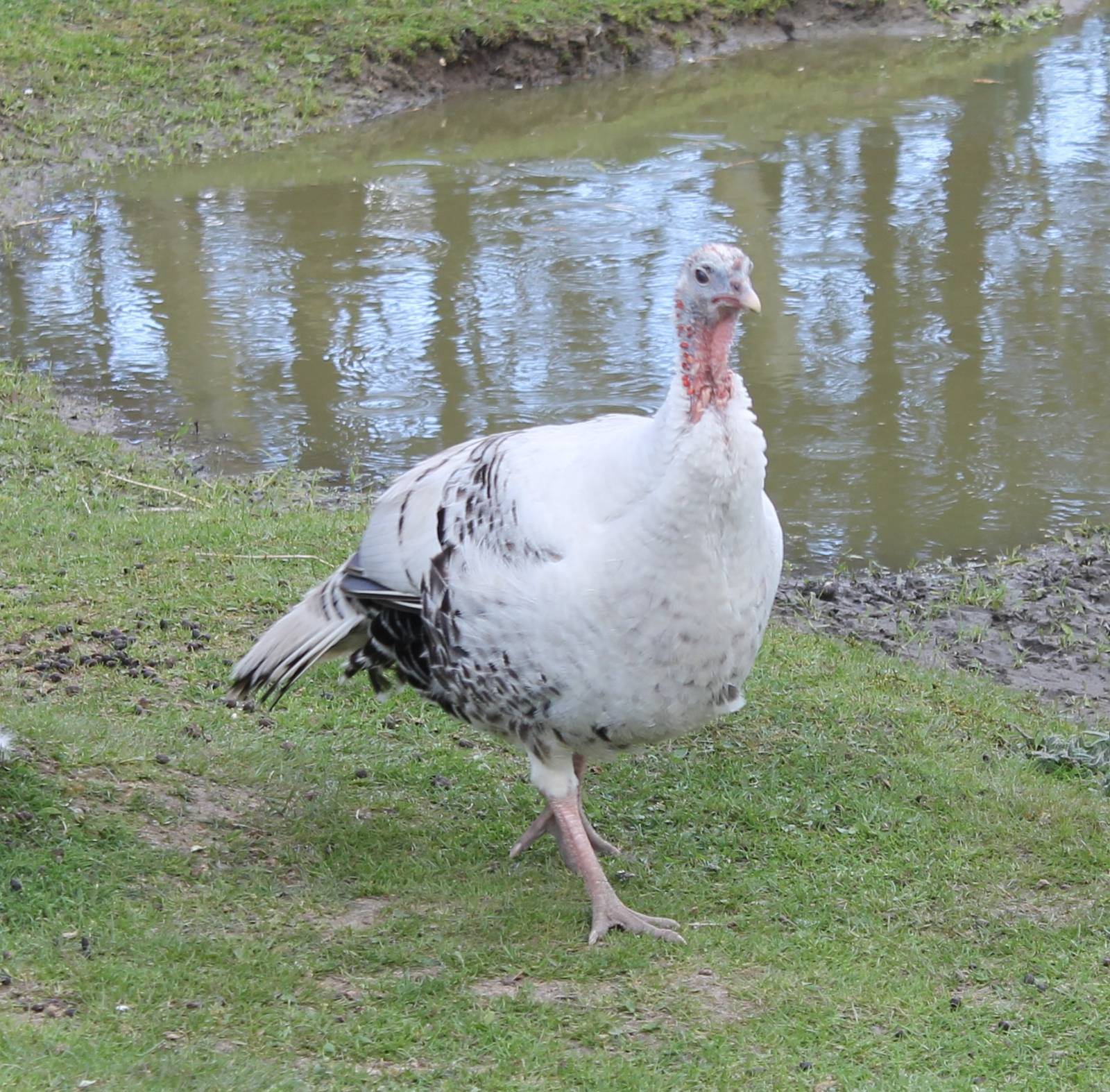 Turkey female