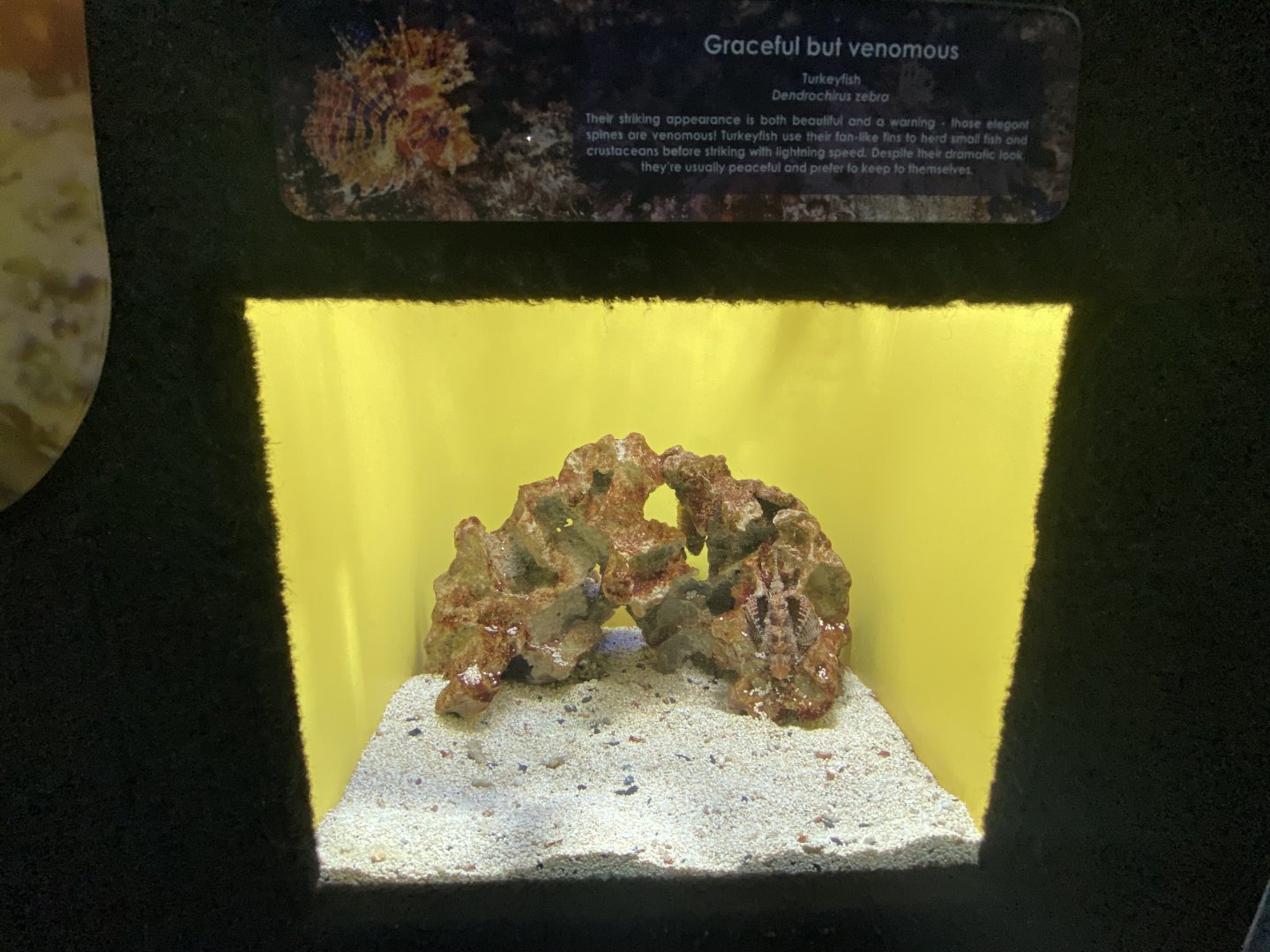 Turkey fish aquarium