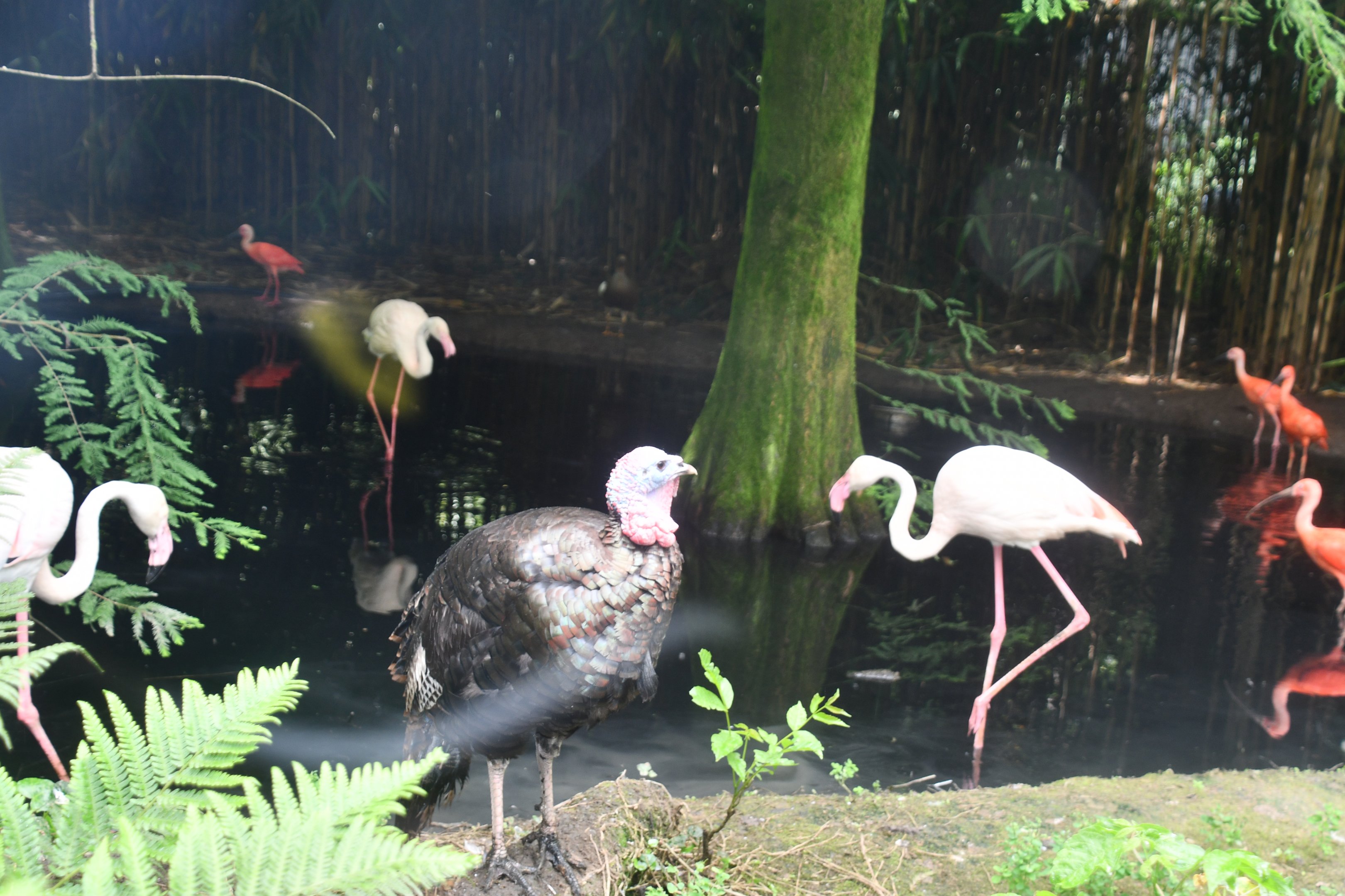 Turkey, Greater Flamingos, and Scarlet Ibises