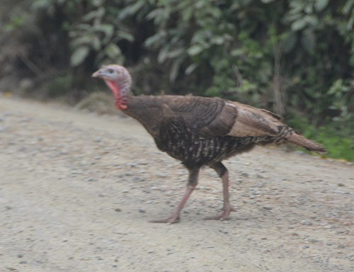 Turkey  (introduced)