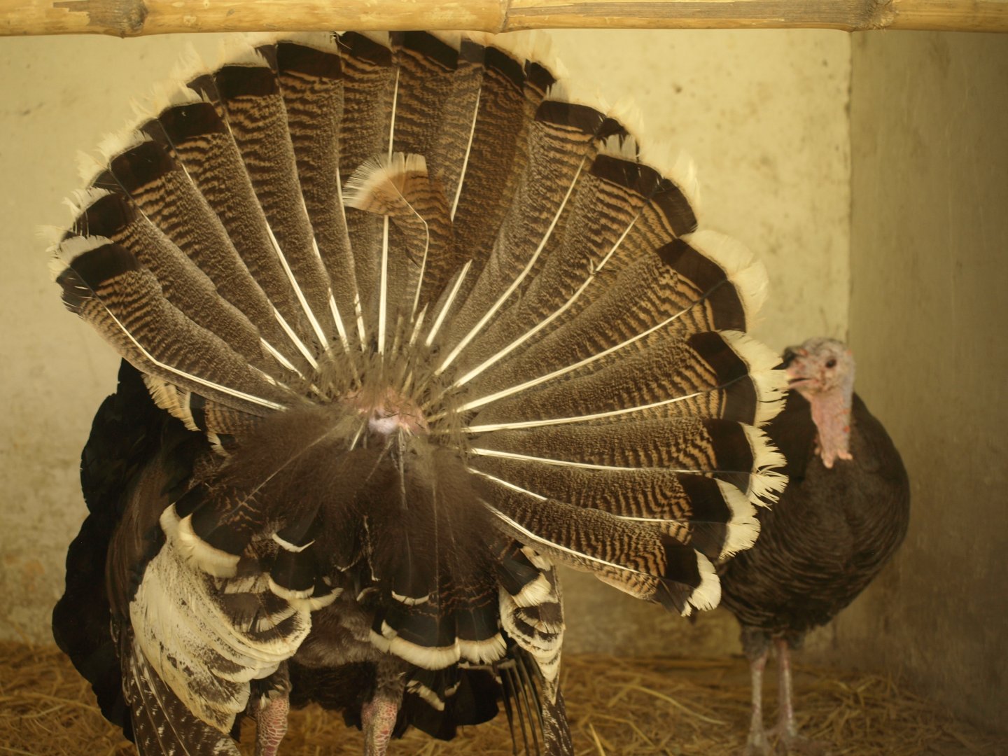 Turkey - Lahore zoo 8/4/2017