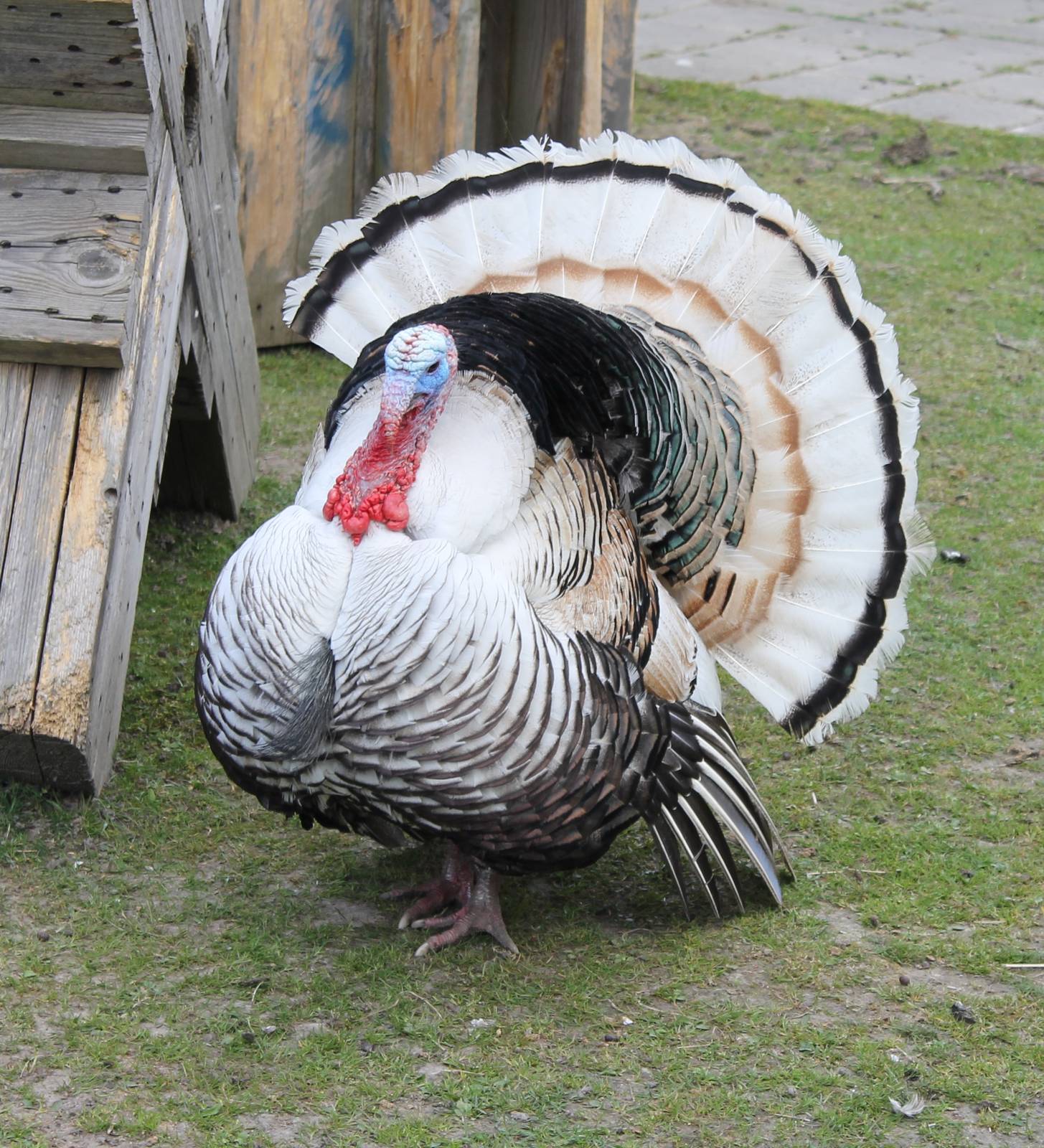 Turkey male displaying