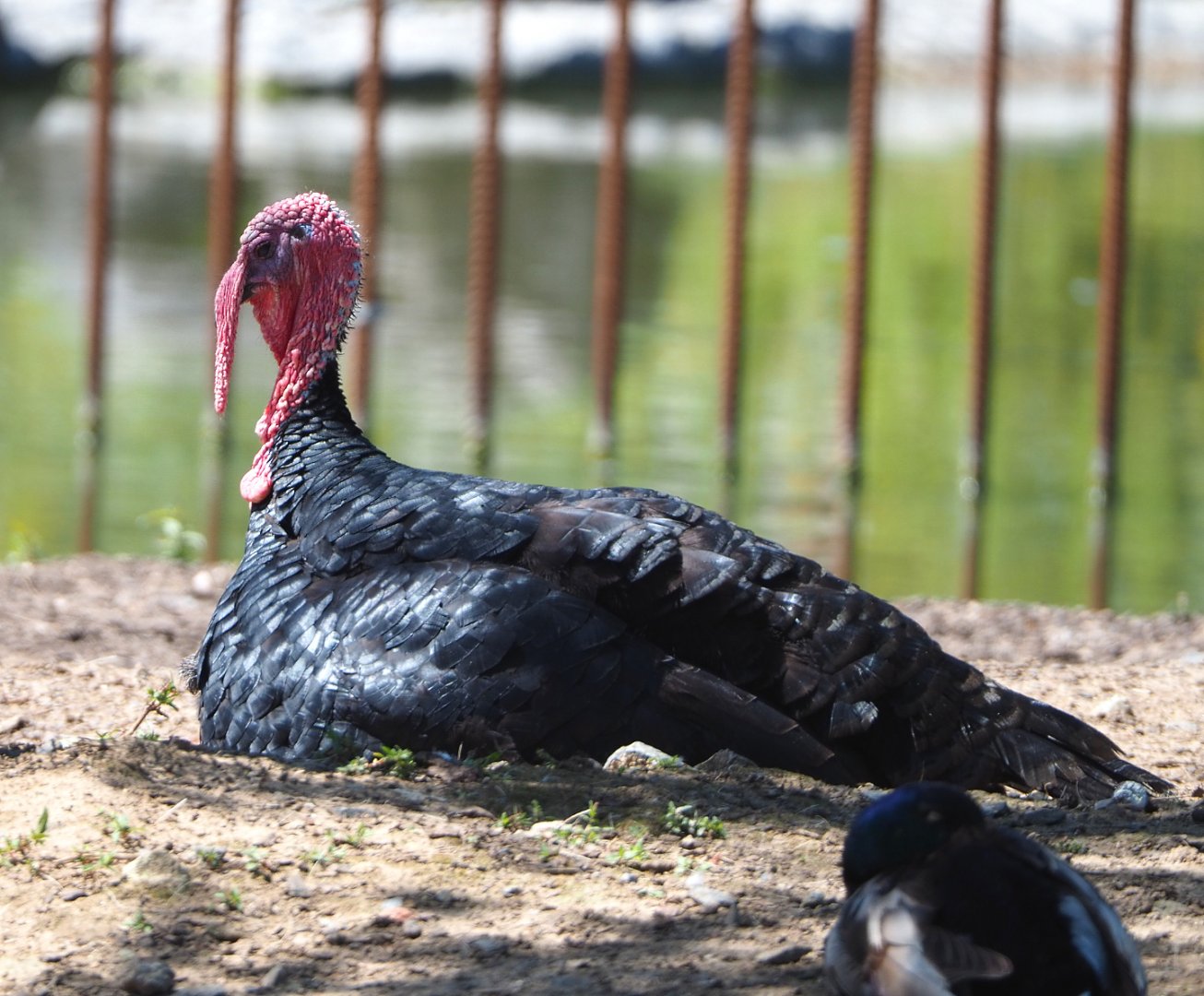 Turkey (Meleagris gallopavo), 2022-06-28