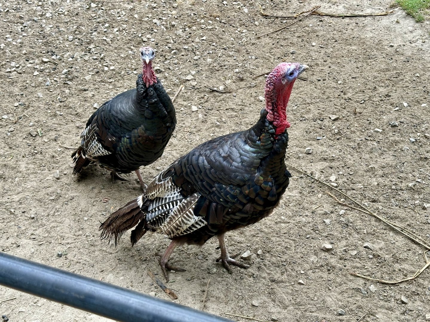 Turkey (Meleagris gallopavo domesticus)