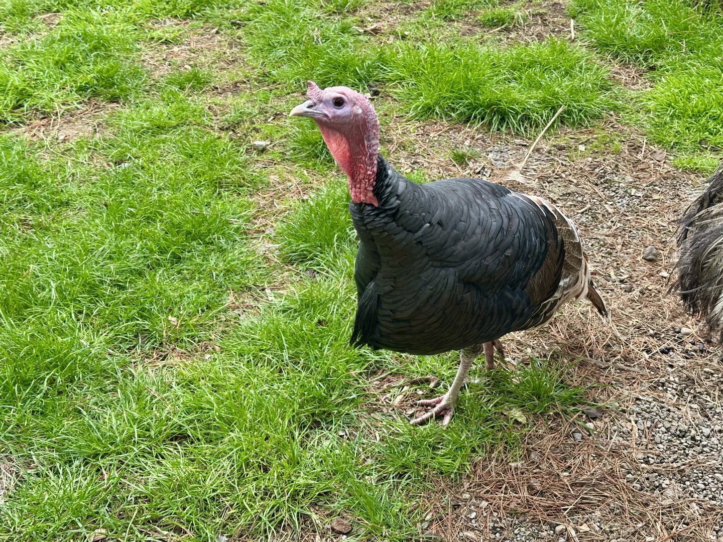 Turkey (Meleagris gallopavo domesticus)