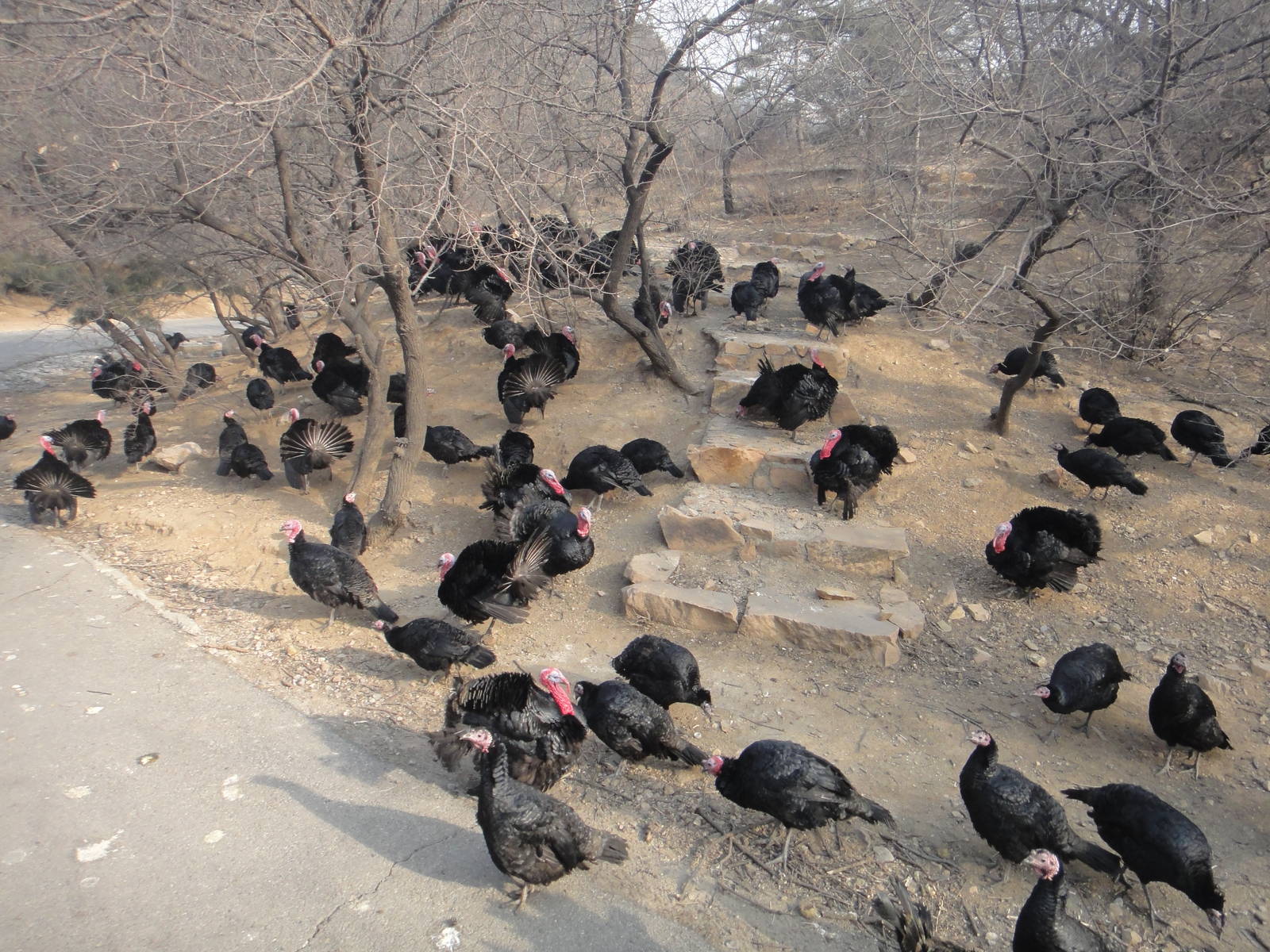 Turkey (Meleagris gallopavo)