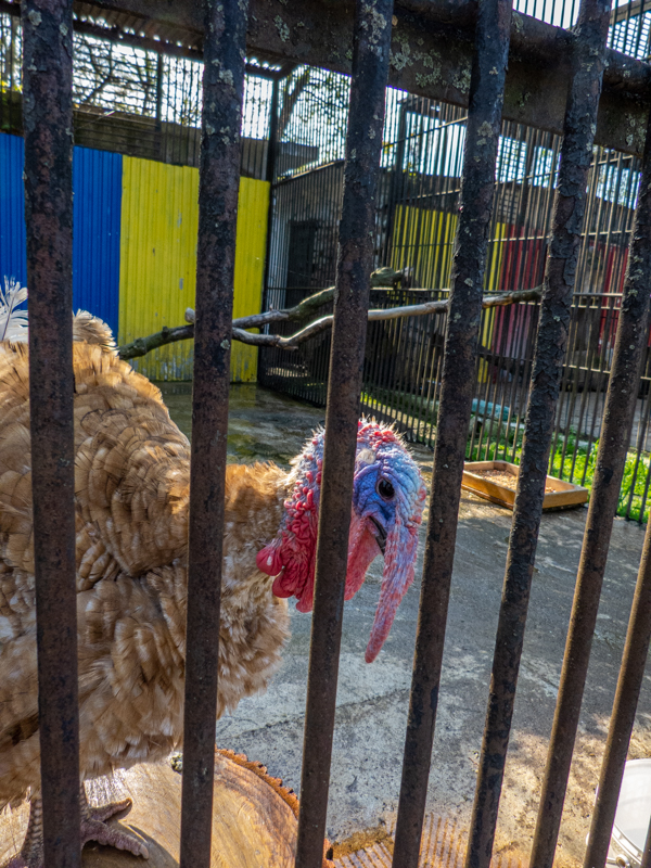 Turkey (Meleagris gallopavo)