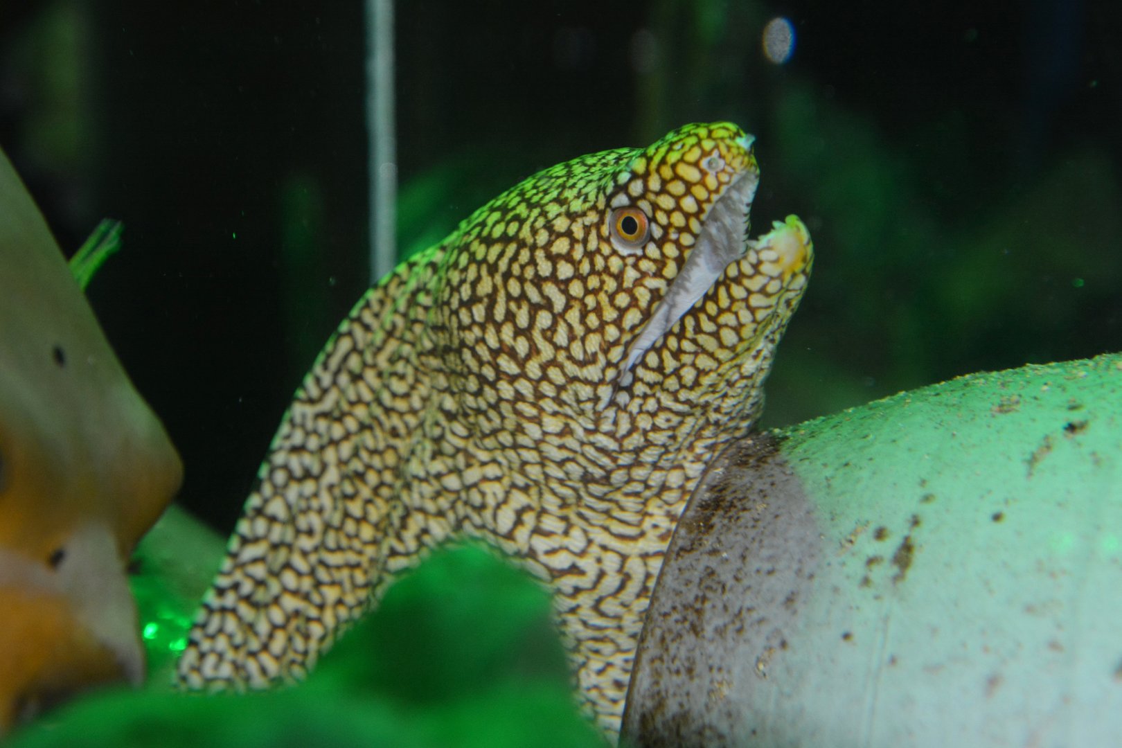 Turkey moray (Gymnothorax meleagris)
