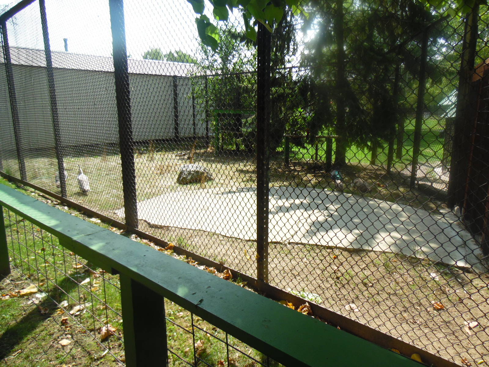 Turkey/Pheasant/Baby White-tailed Deer Exhibit