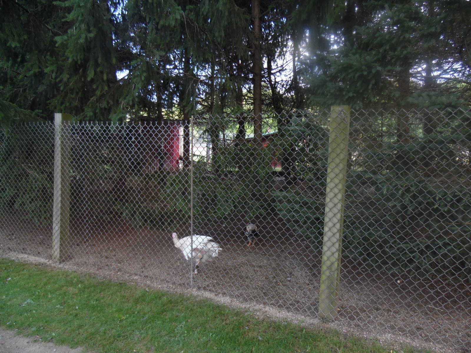 Turkey/Pheasant Exhibit