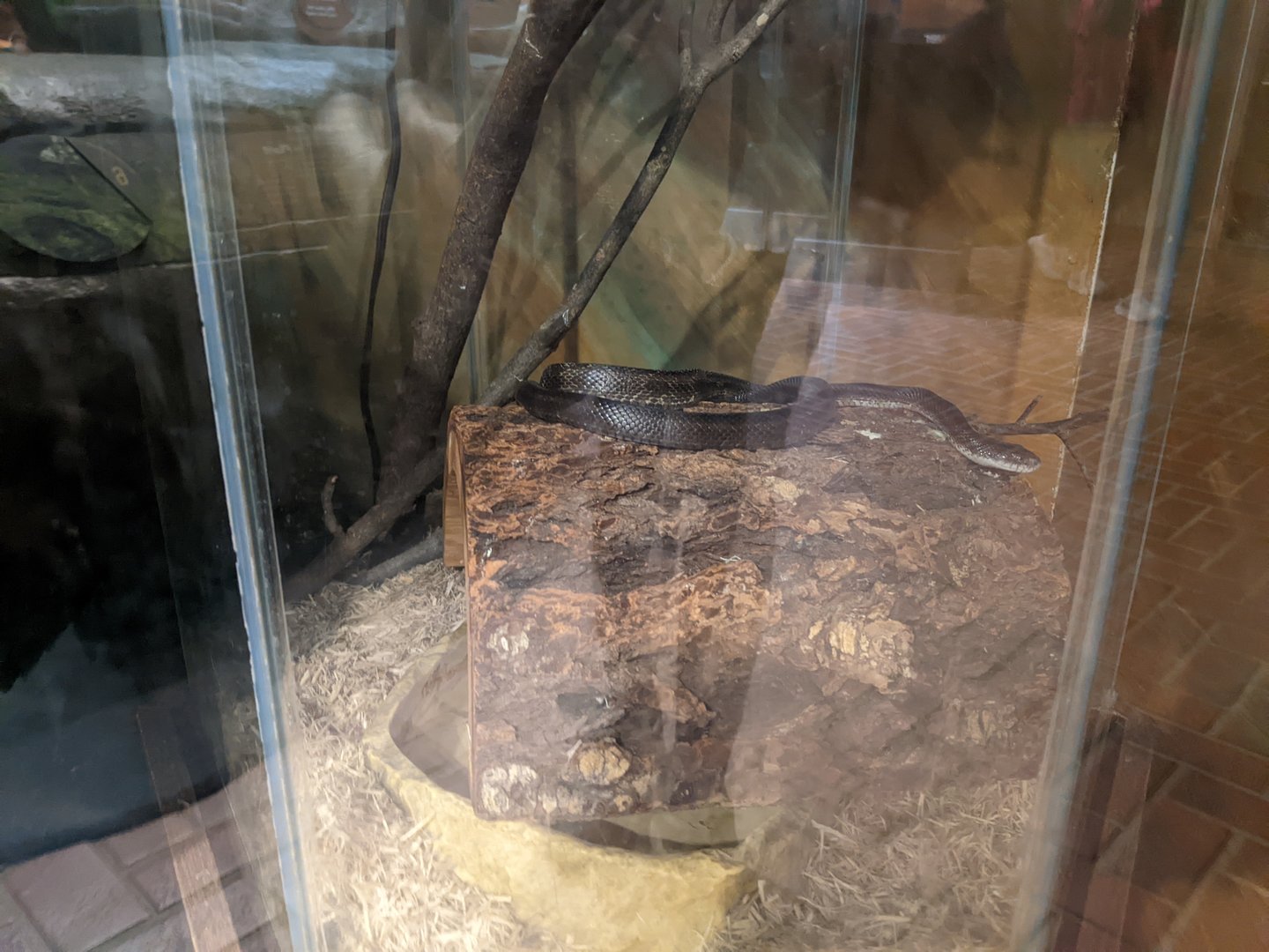 Turkey Run State Park Nature Center - Black Rat Snake (Apologies for the glare)