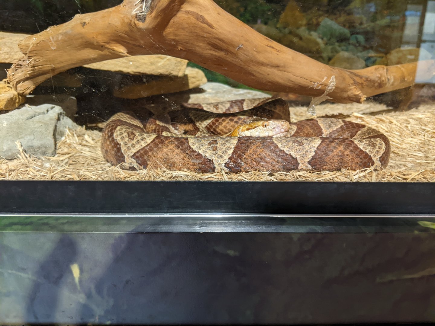 Turkey Run State Park Nature Center - Copperhead