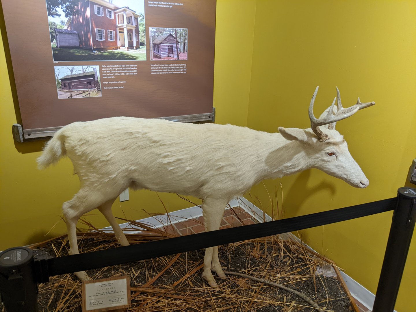 Turkey Run State Park Nature Center - Deer