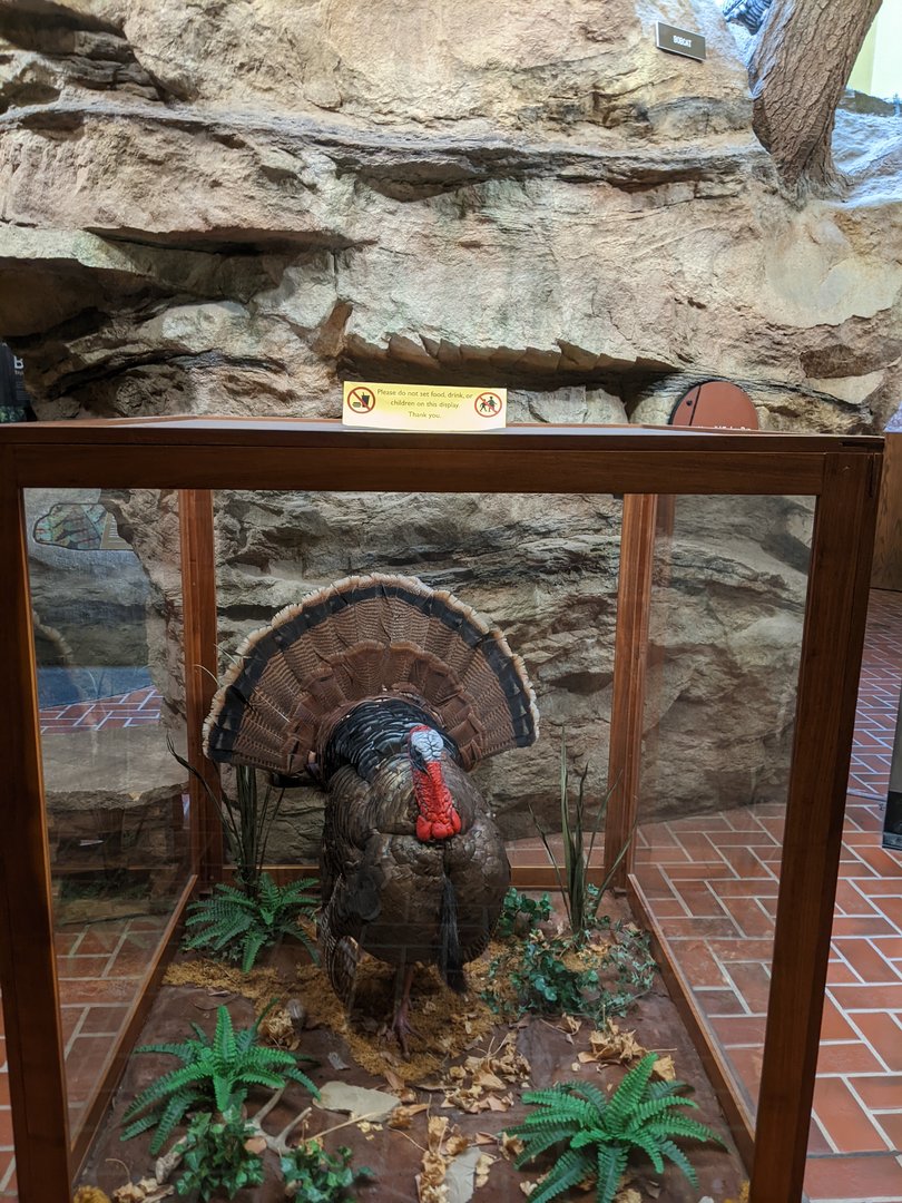 Turkey Run State Park Nature Center - Turkey