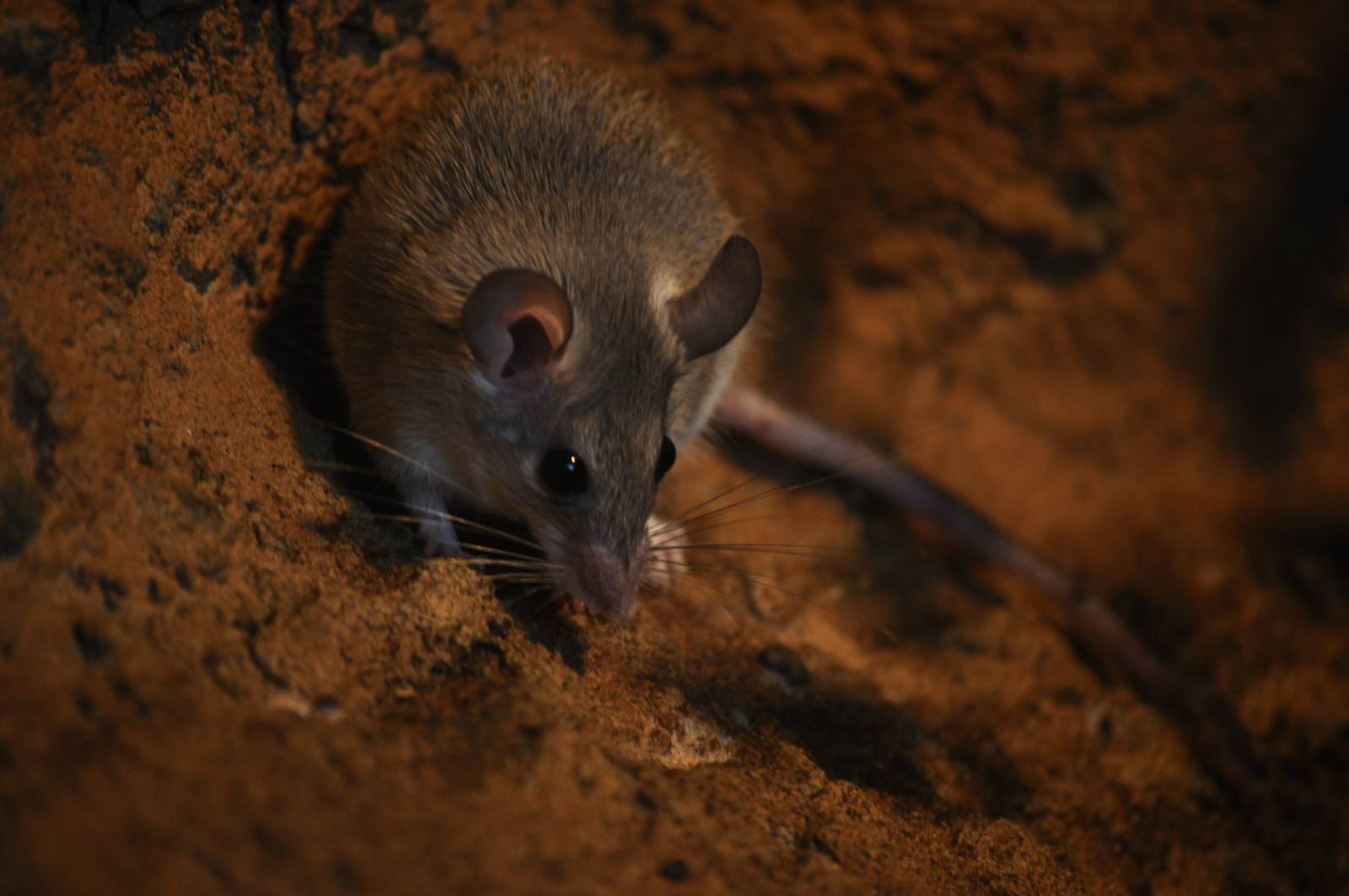 Turkey spiny mouse (Acomys cilicicus)