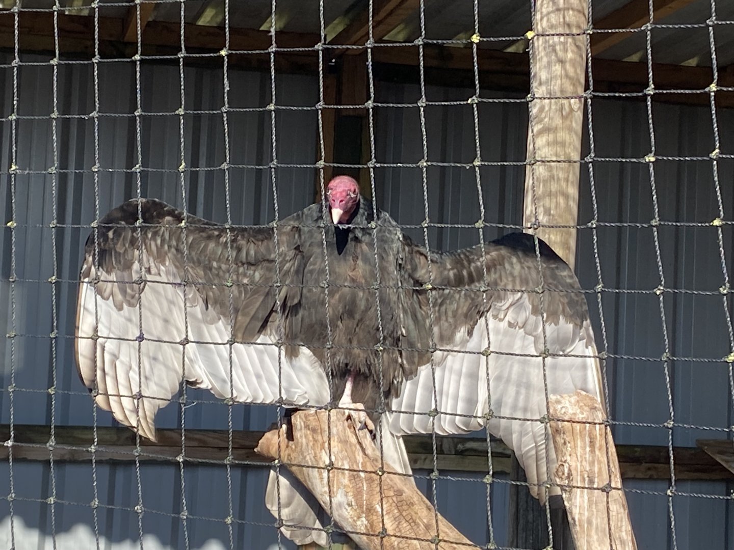 Turkey vulture 020325