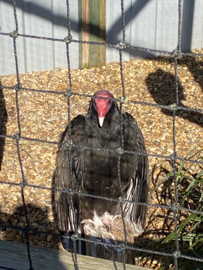 Turkey vulture 020325