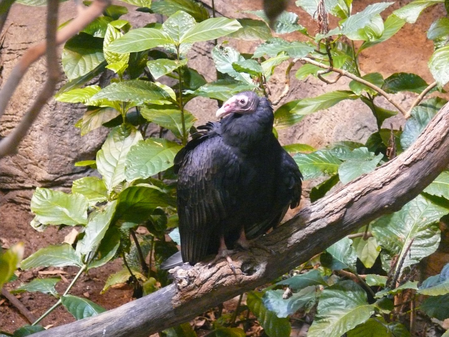 Turkey vulture - 03-09-2020