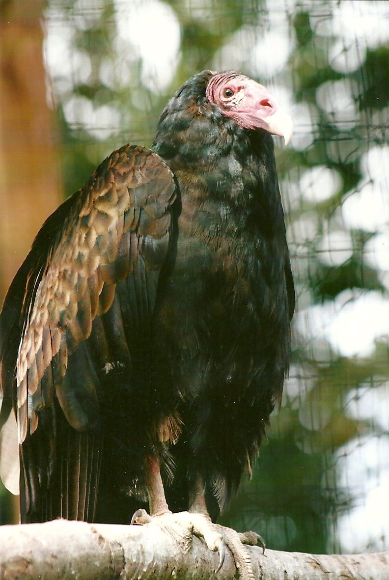 Turkey Vulture 11th September 2012