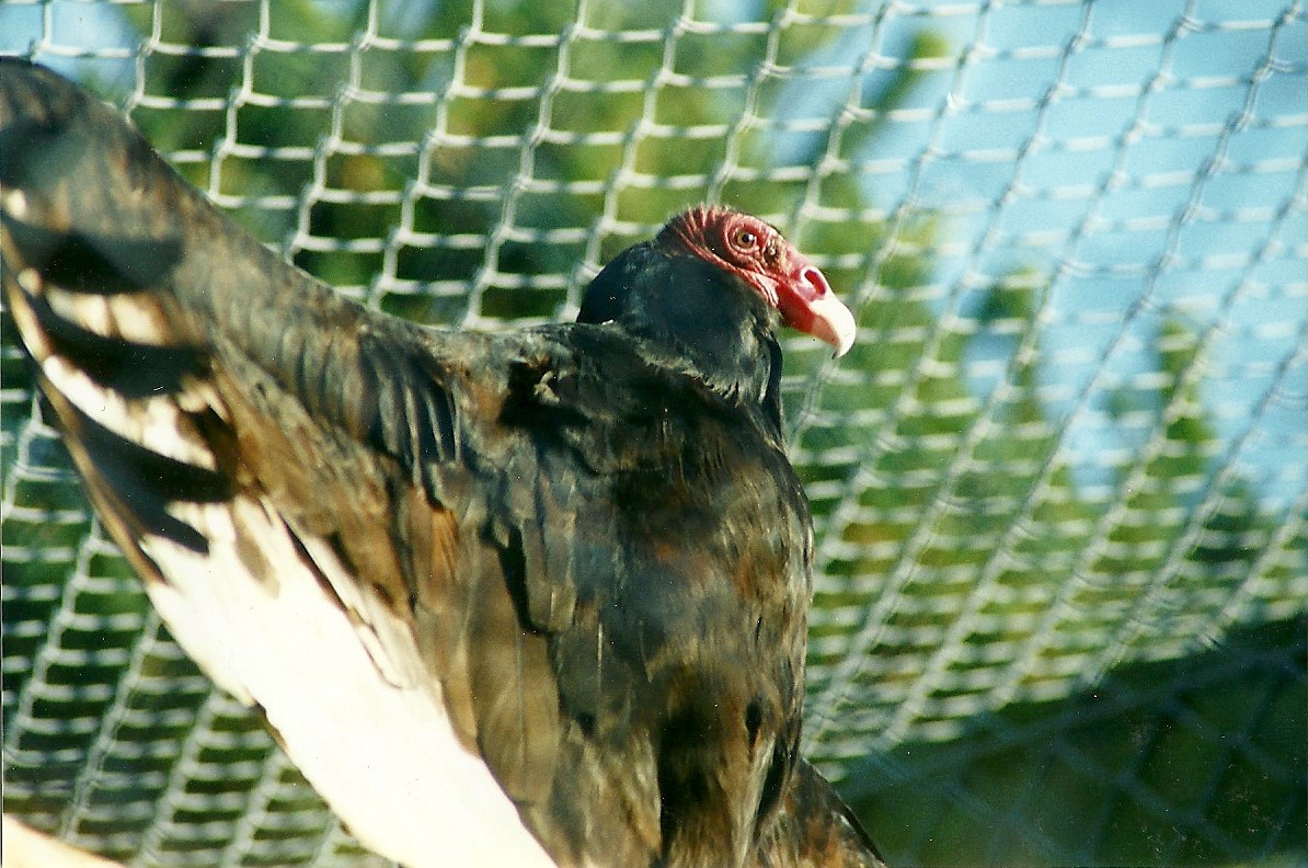 Turkey Vulture 12th February 2000