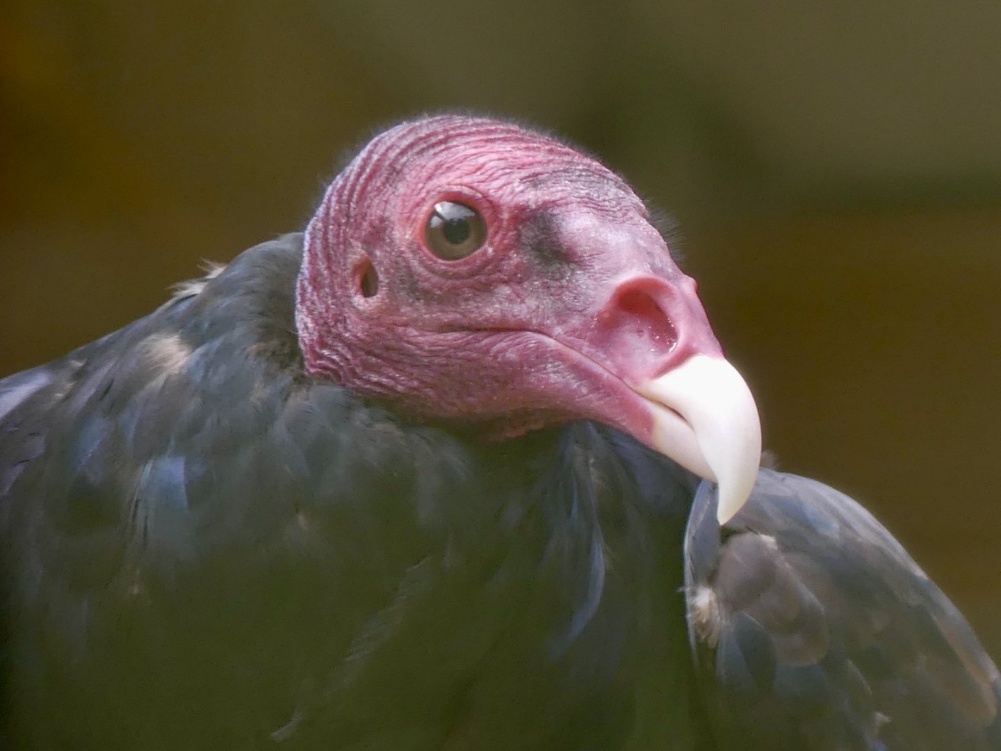 Turkey Vulture - 18.08.24