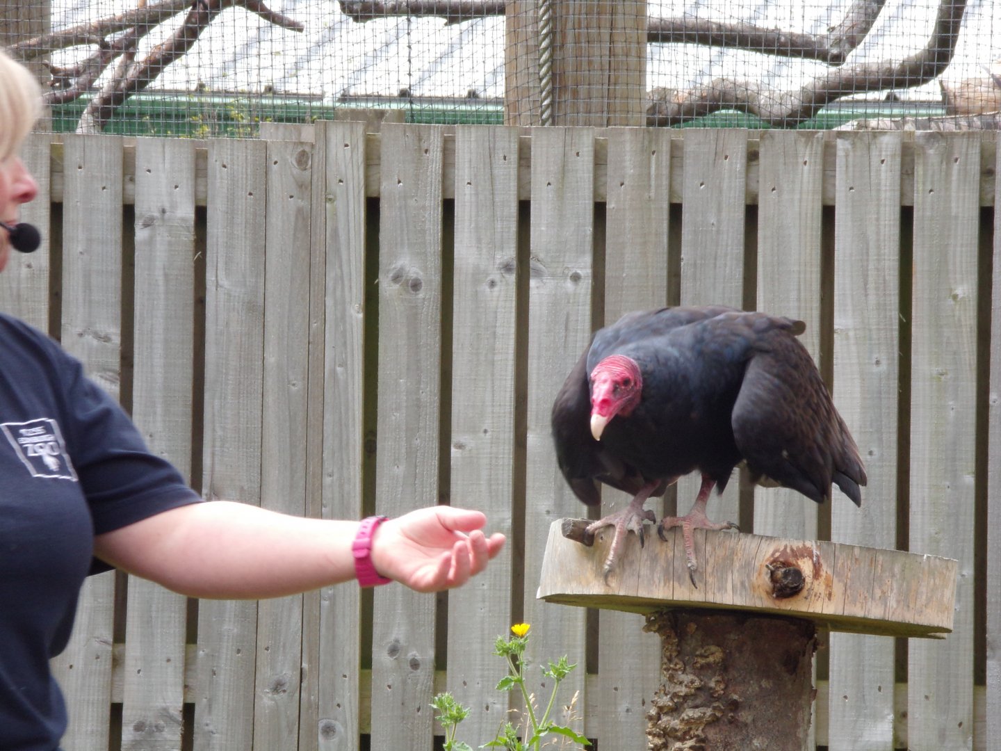 Turkey vulture 18.7.24