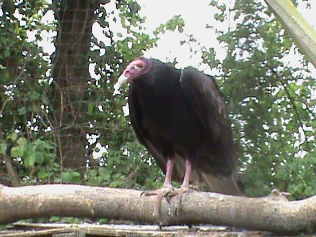 Turkey vulture 300411